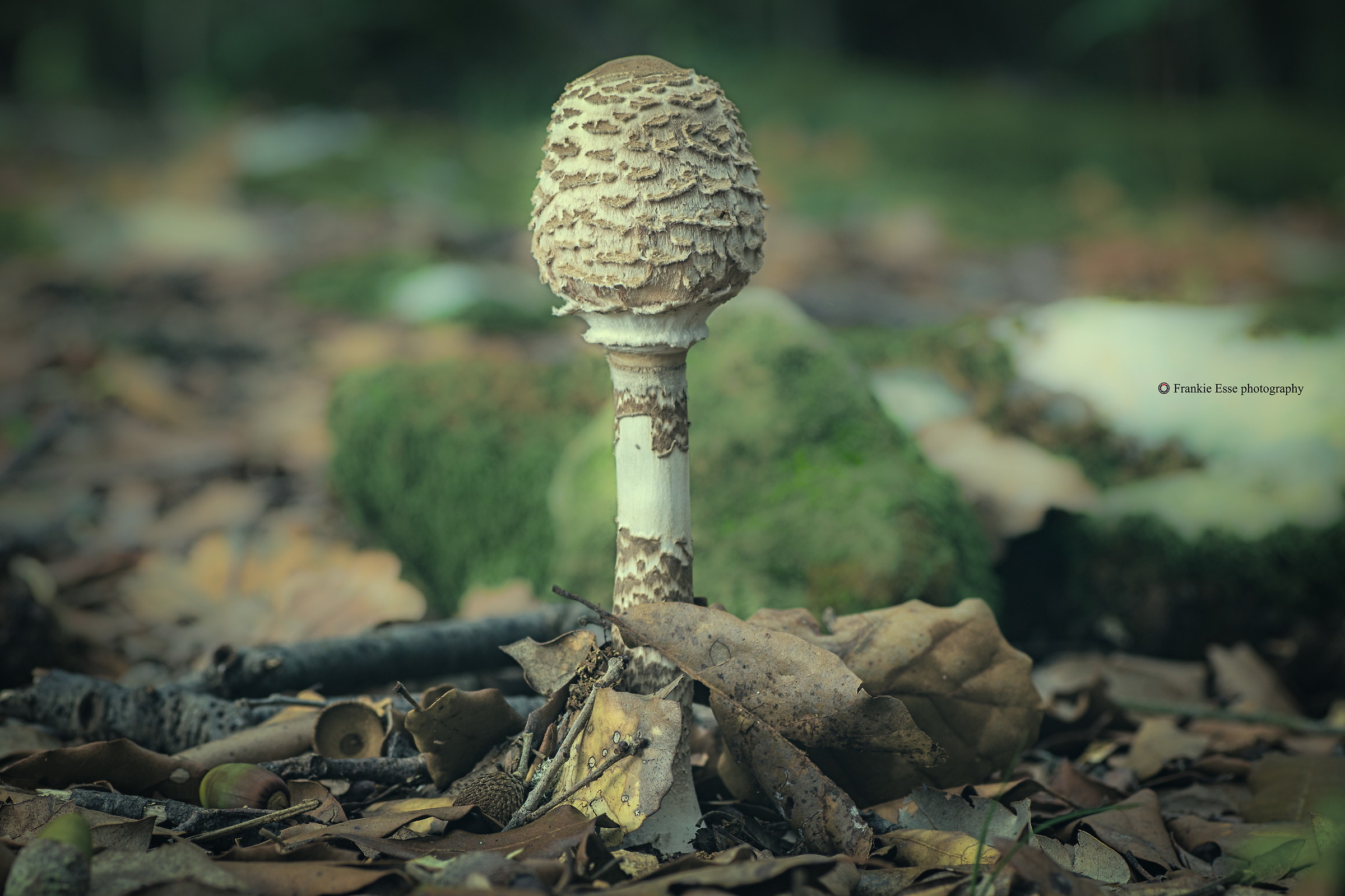 Macrolepiota procera