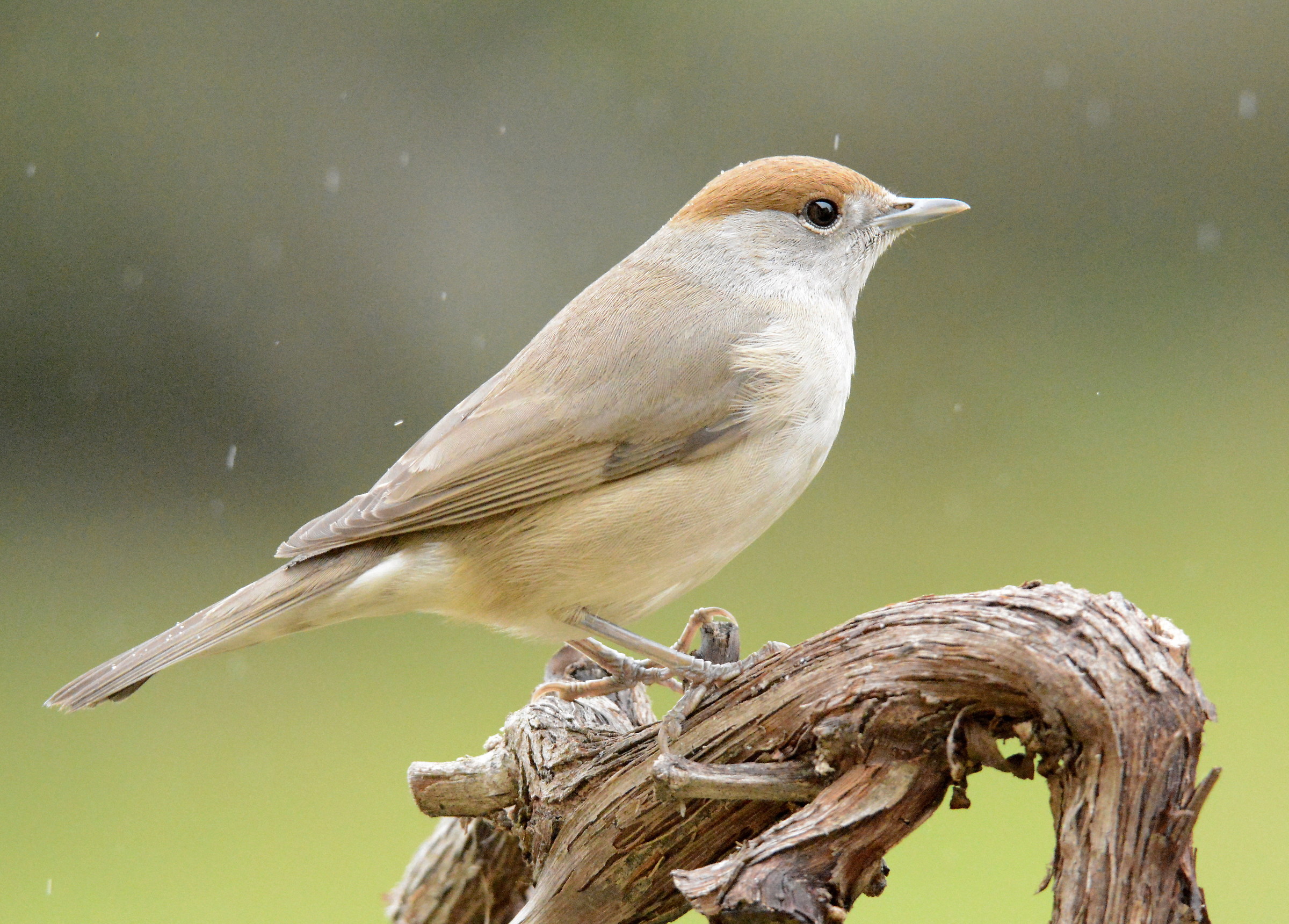 blackcap