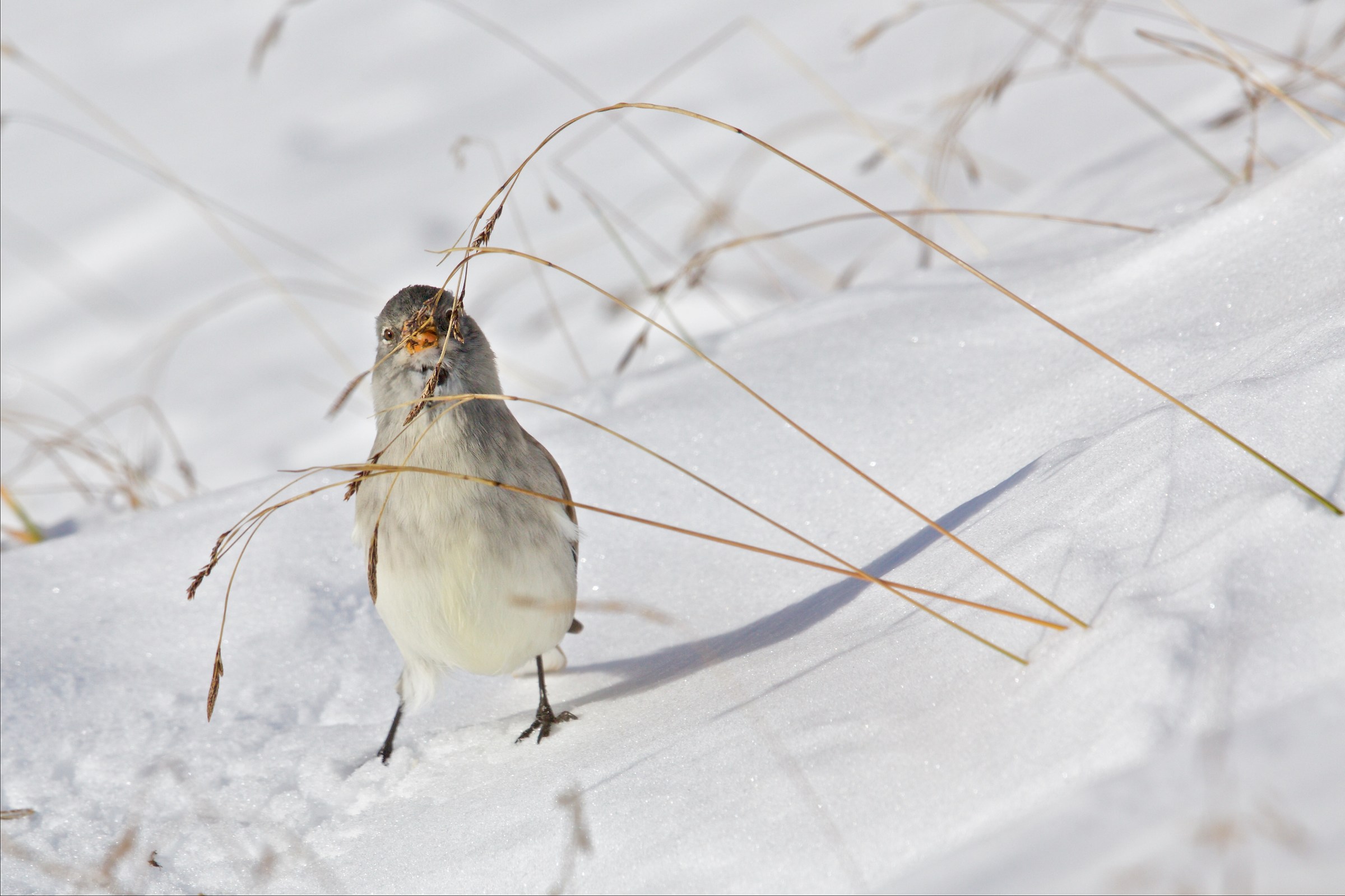Snow finch