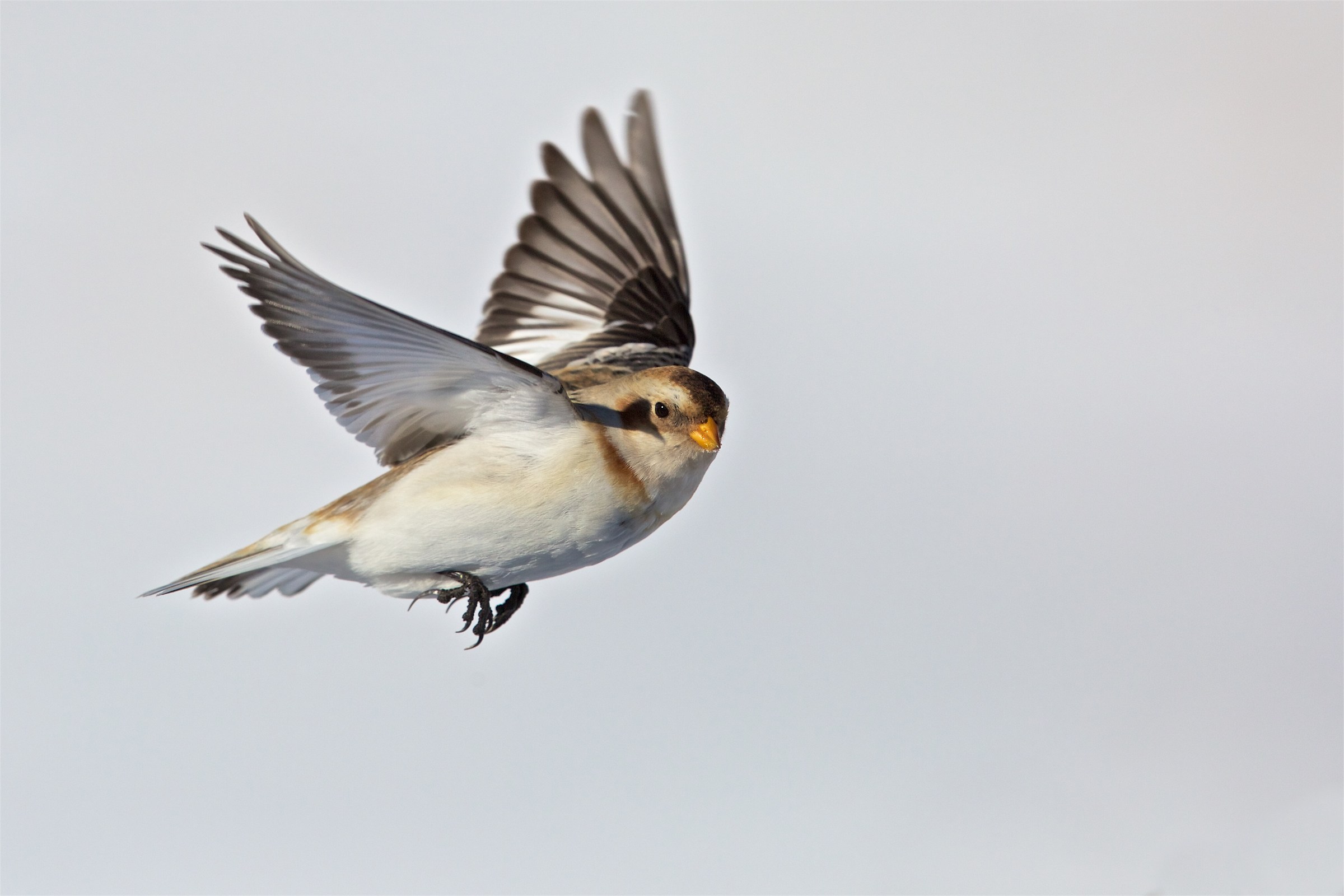 Snow Bunting (Plectrophenax nivalis)