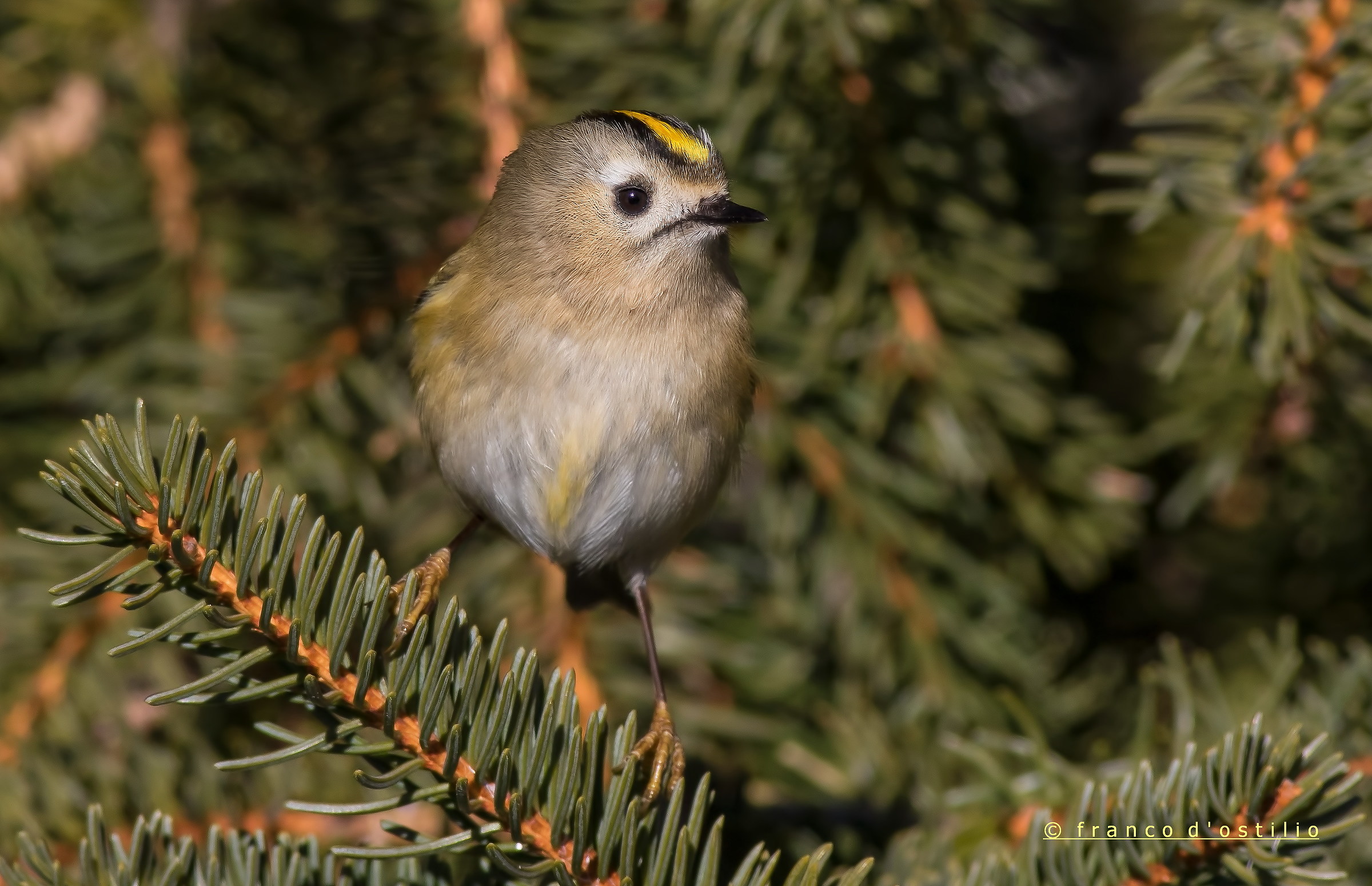 The little king ... (Regulus regulus)