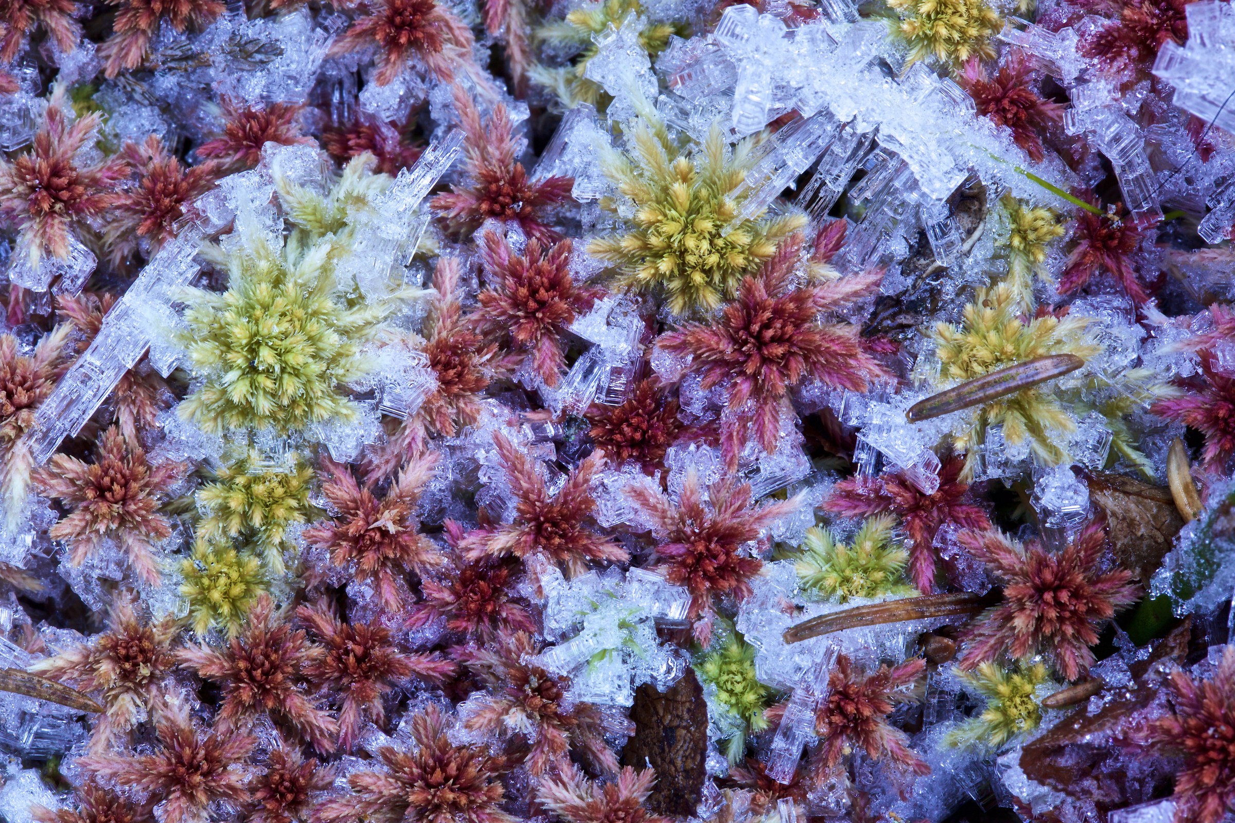 Sphagnum in frost