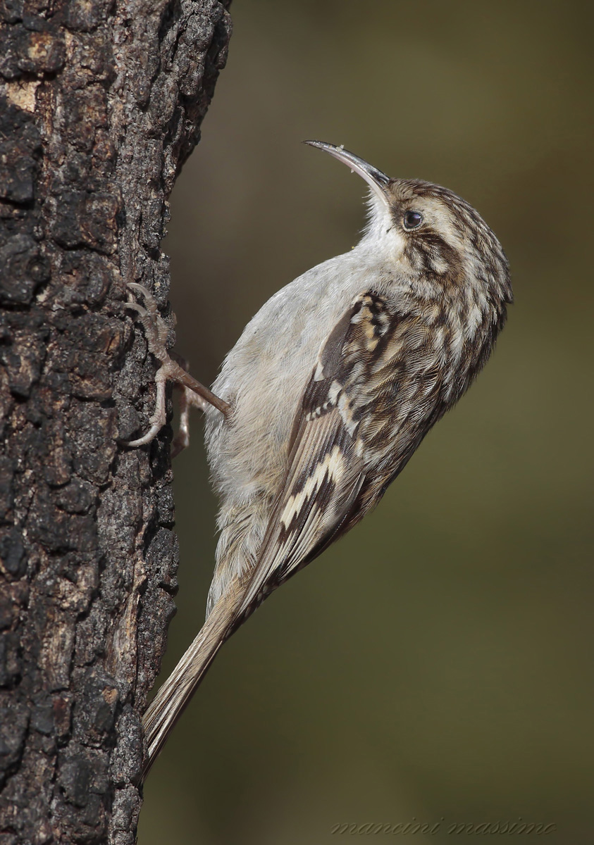 Creeper (Certhia brachydactyla