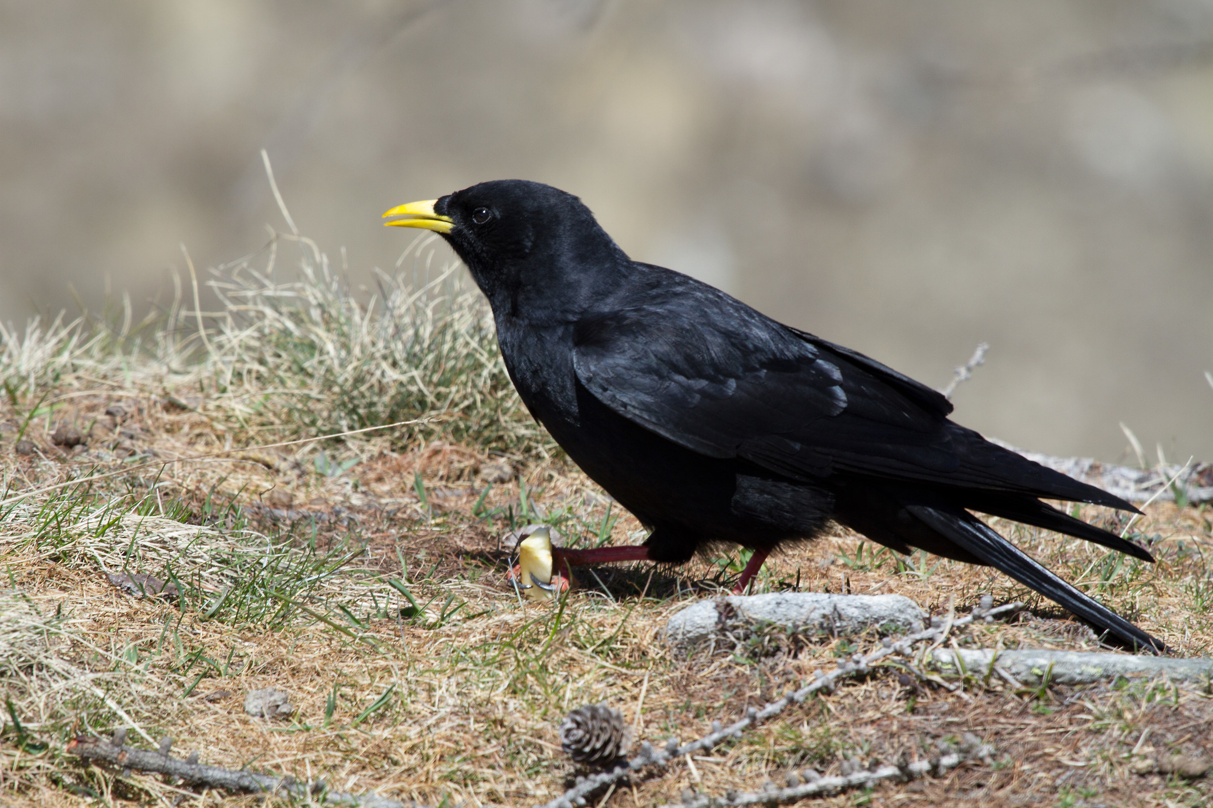 Alpine chough