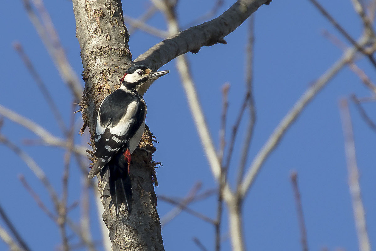 Picchio Rosso Maggiore