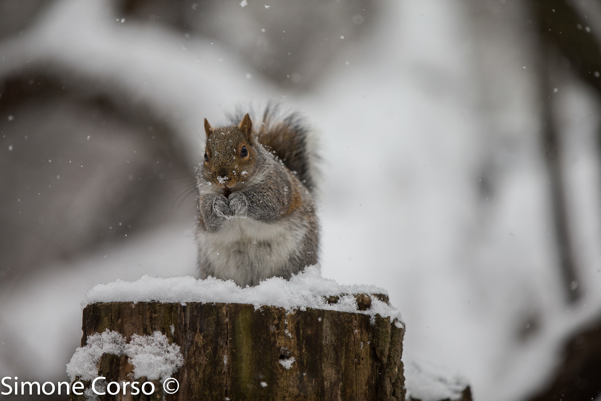 The squirrel "snow"