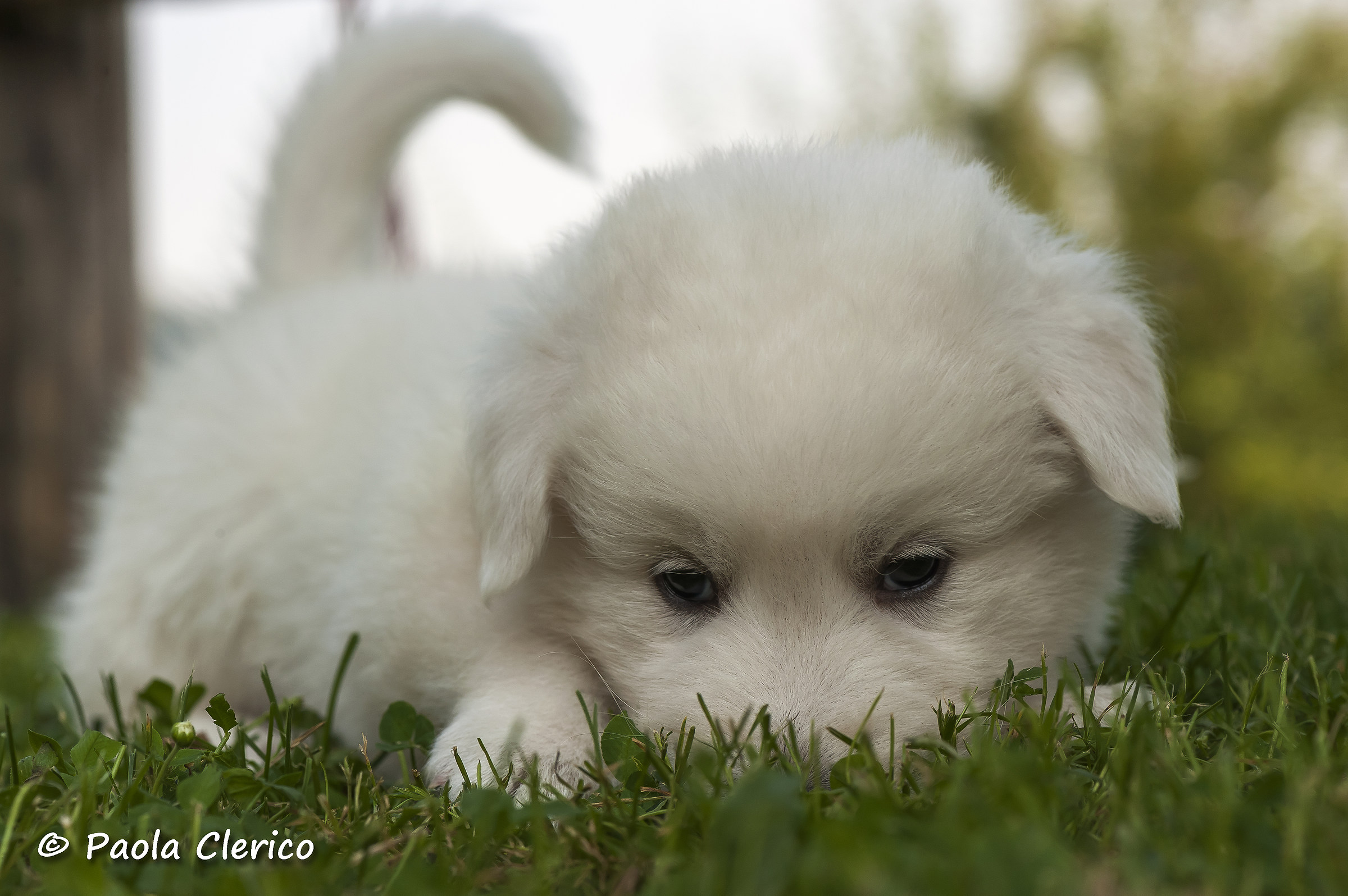 Almost, almost, playing hide and seek with photographer ...