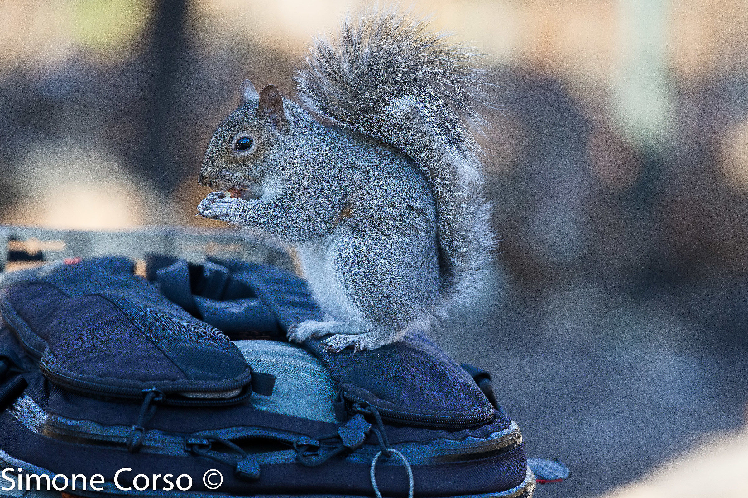 The squirrel and my backpack