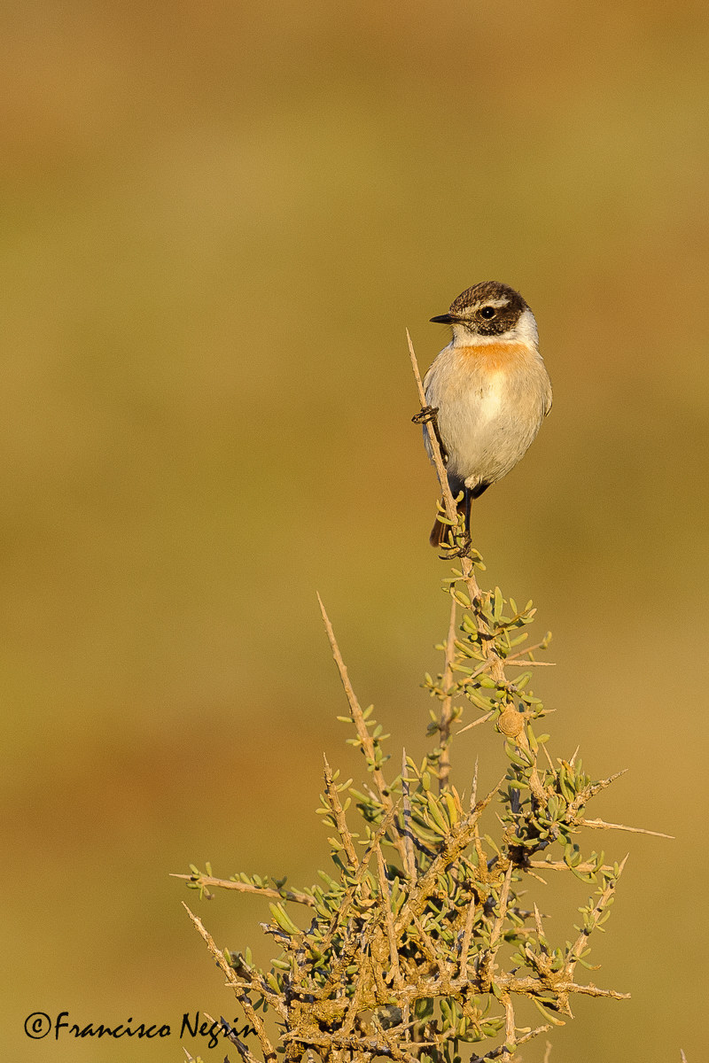 Canary Islands stonechat