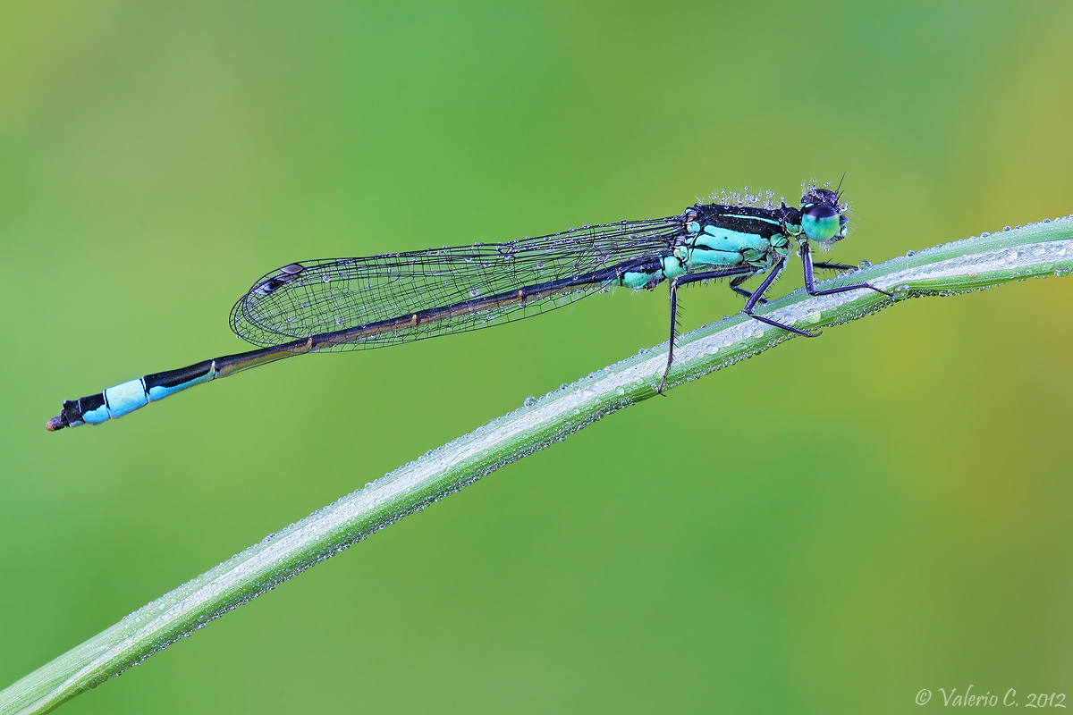 Ischnura elegans