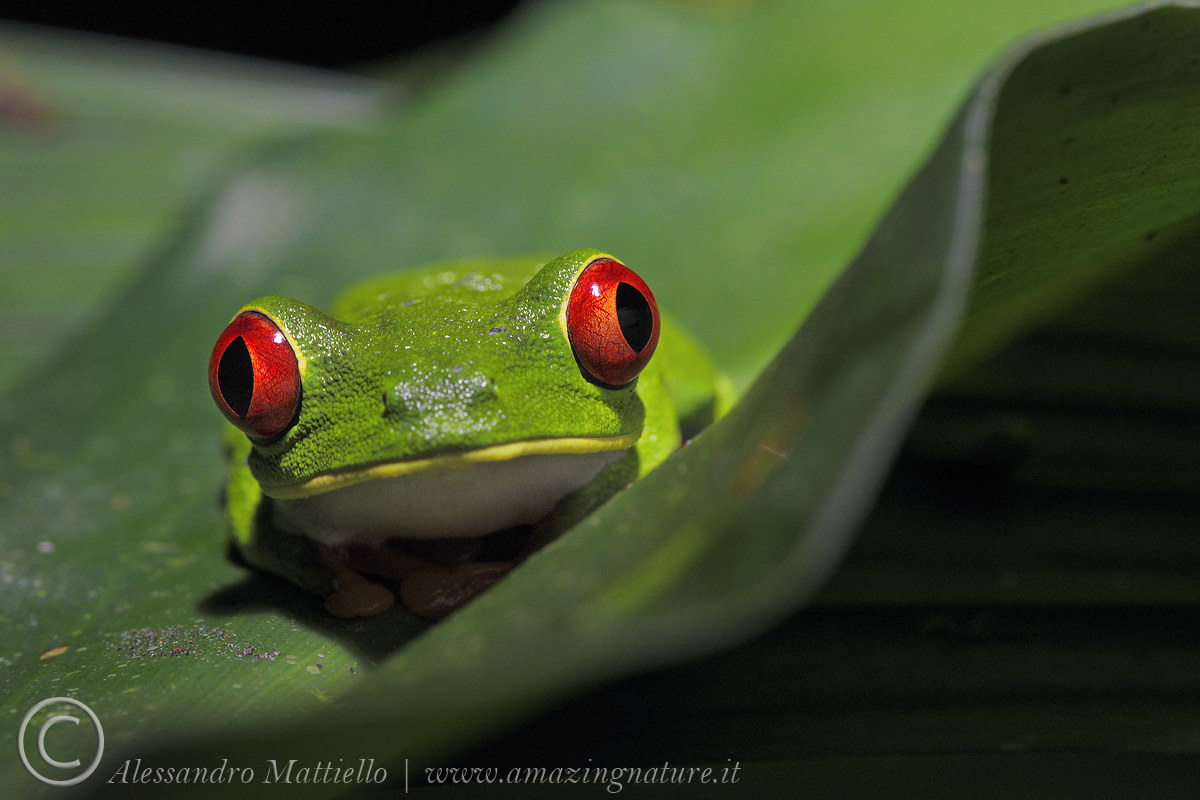 a me gli occhi! (rossi)