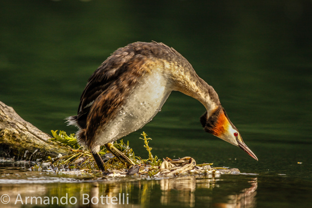 Great Crested Grebe