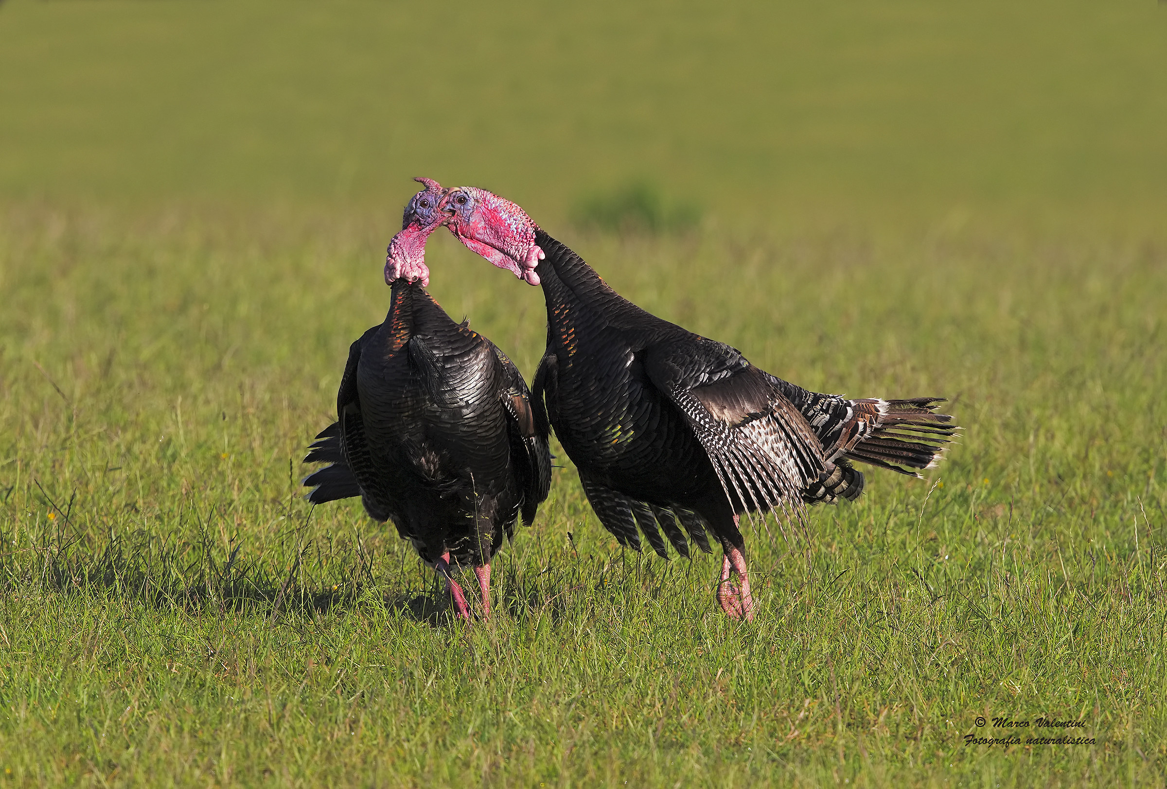 La lotta dei tacchini selvatici