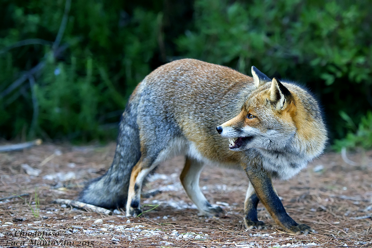 La volpe mostra i suoi dentini!