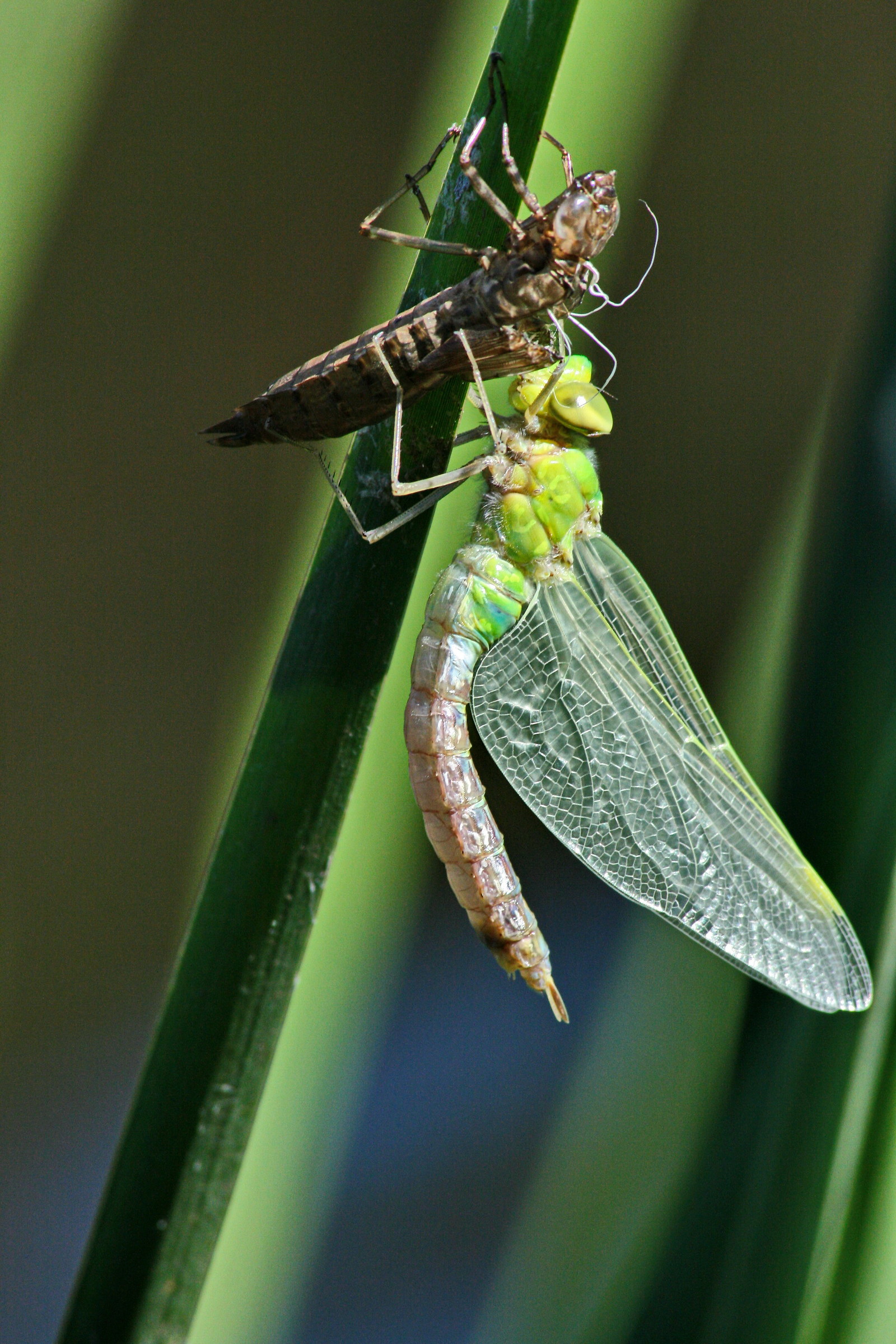 Za??ita of a dragonfly