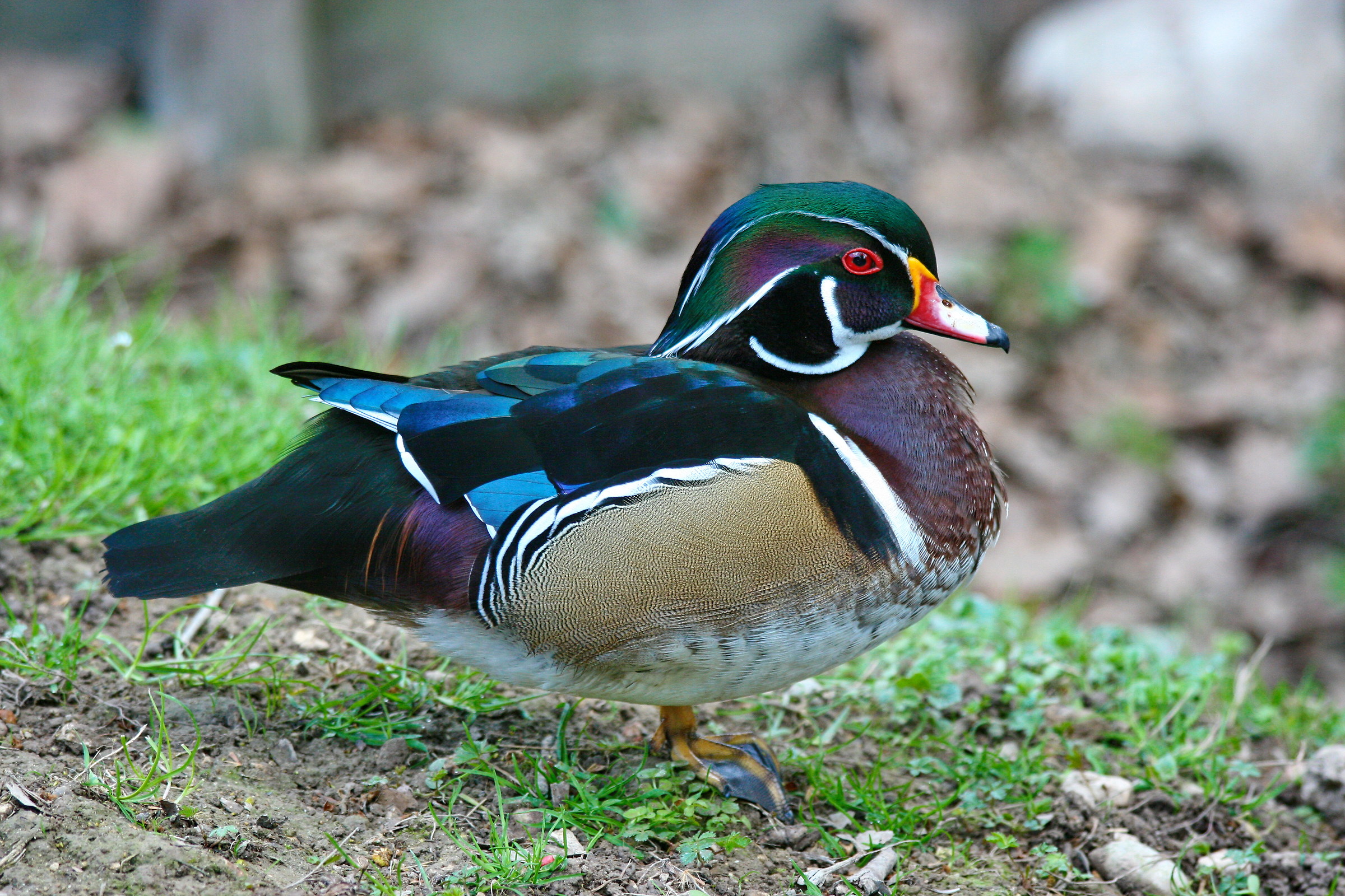 WoodDuck