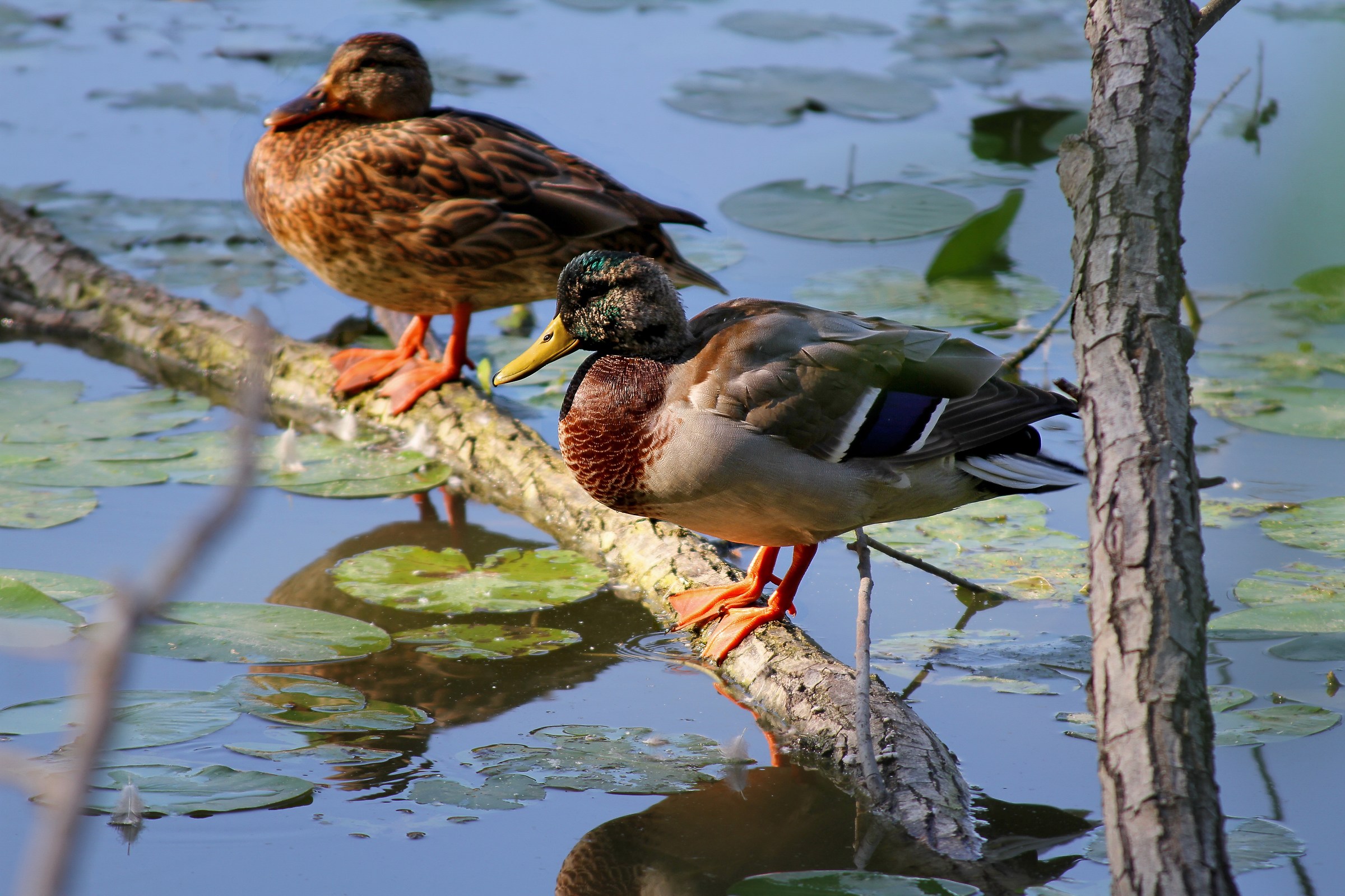 Torrile Oasis: Pair of ducks