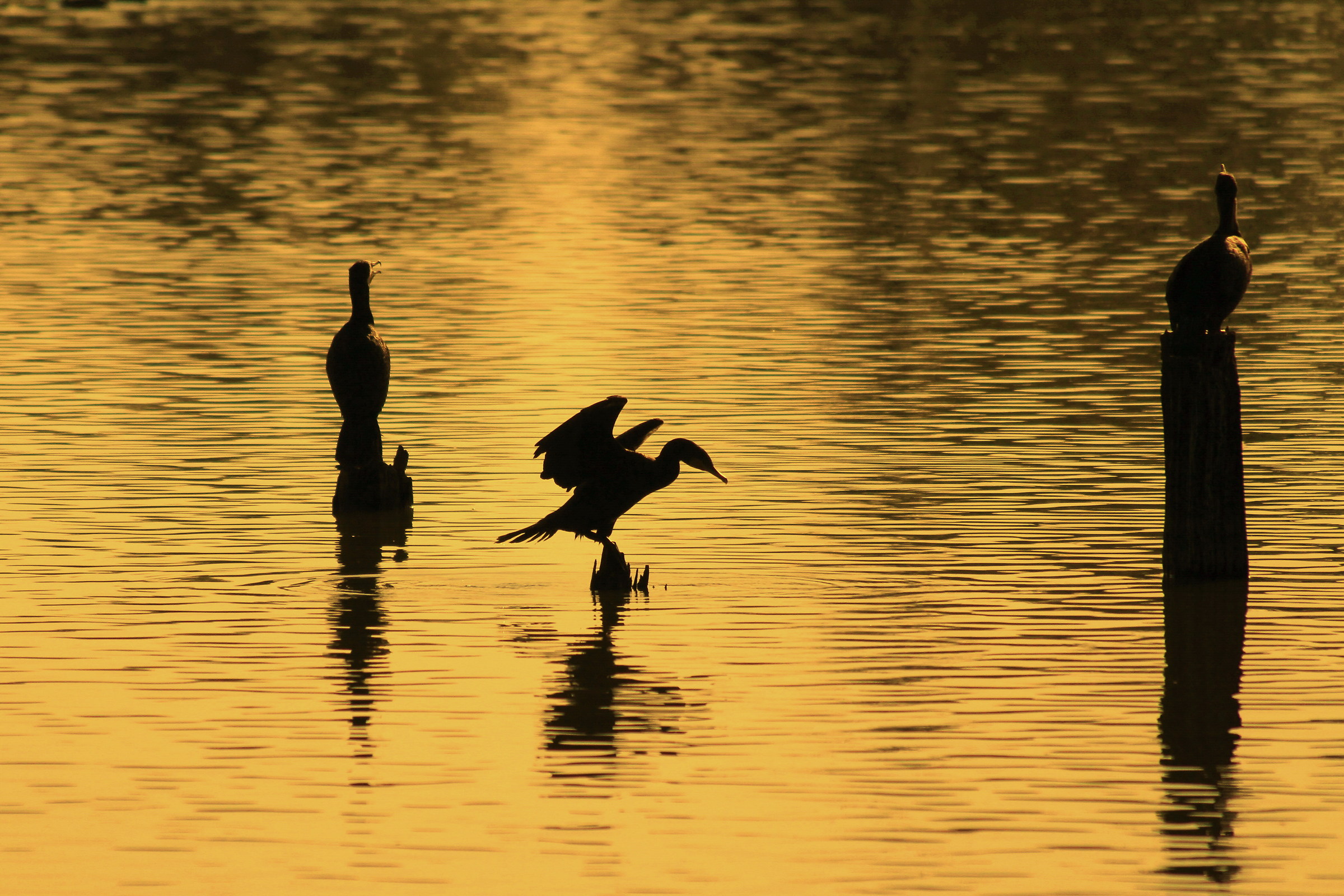 Torrile Oasis: Backlit at Sunset