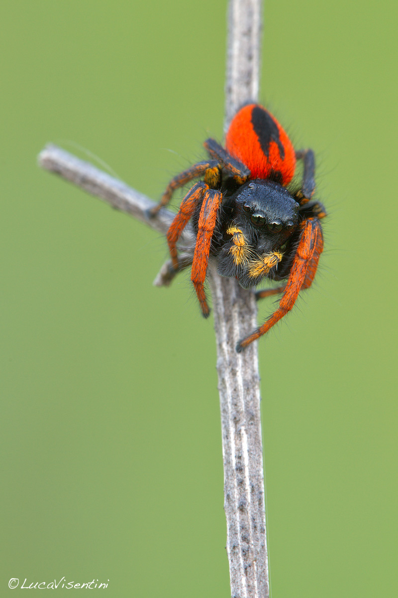 Philaeus chrysops
