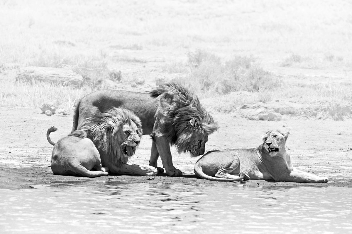 Scent of a Woman .......