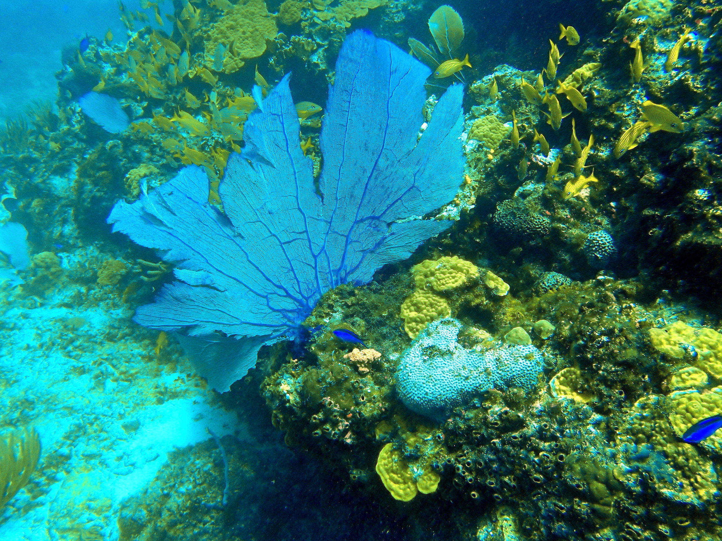 Ventaglio di Gorgonia