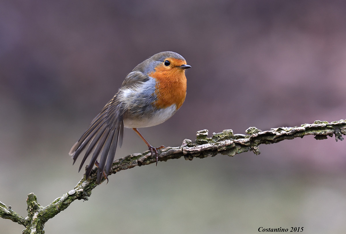 Robin (Erithacus rubecula)
