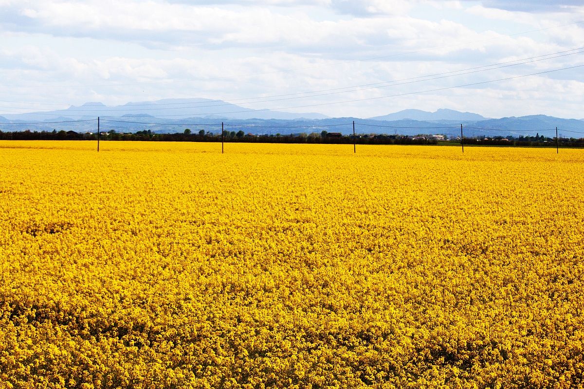 yellow field