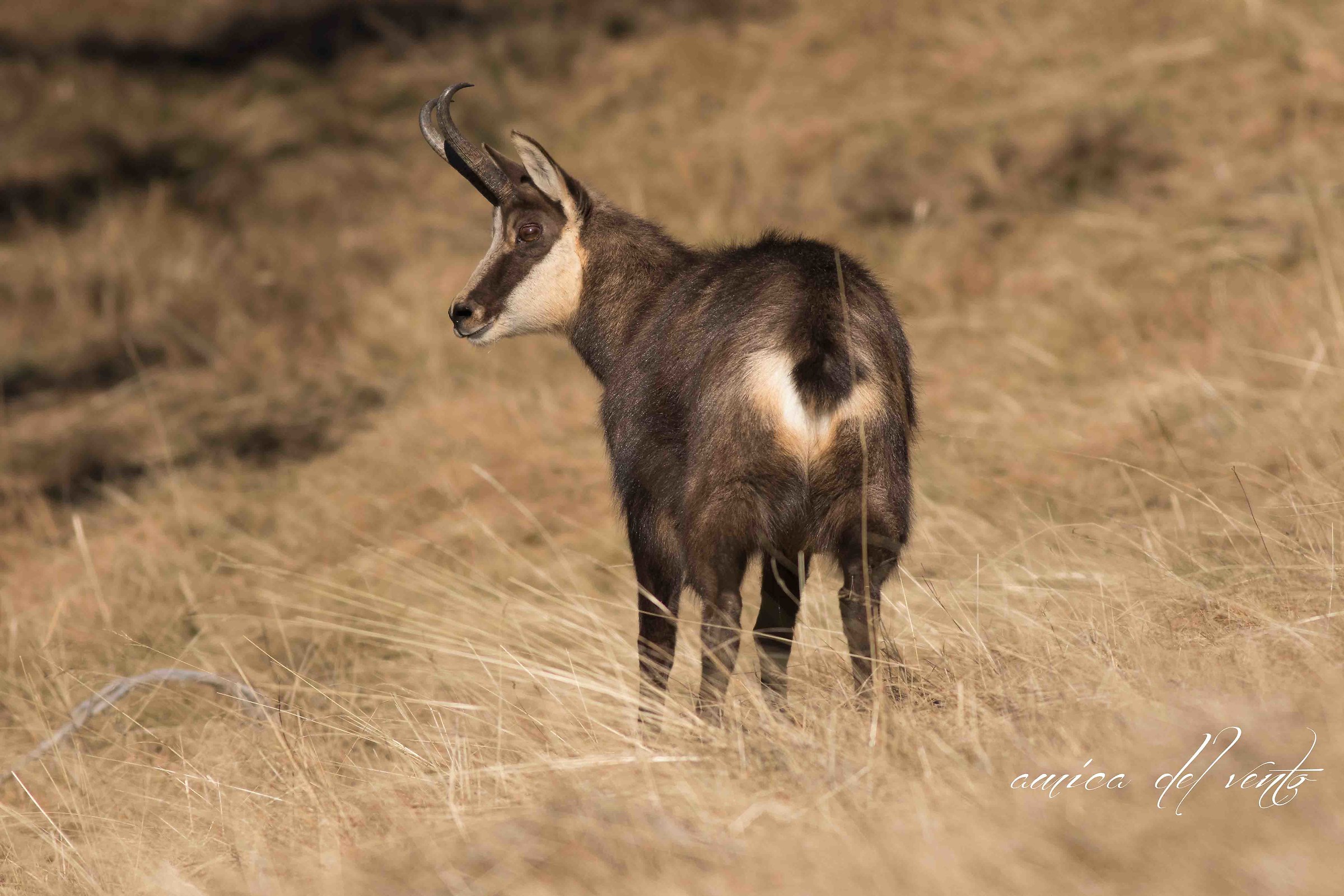 waiting for the winter ........