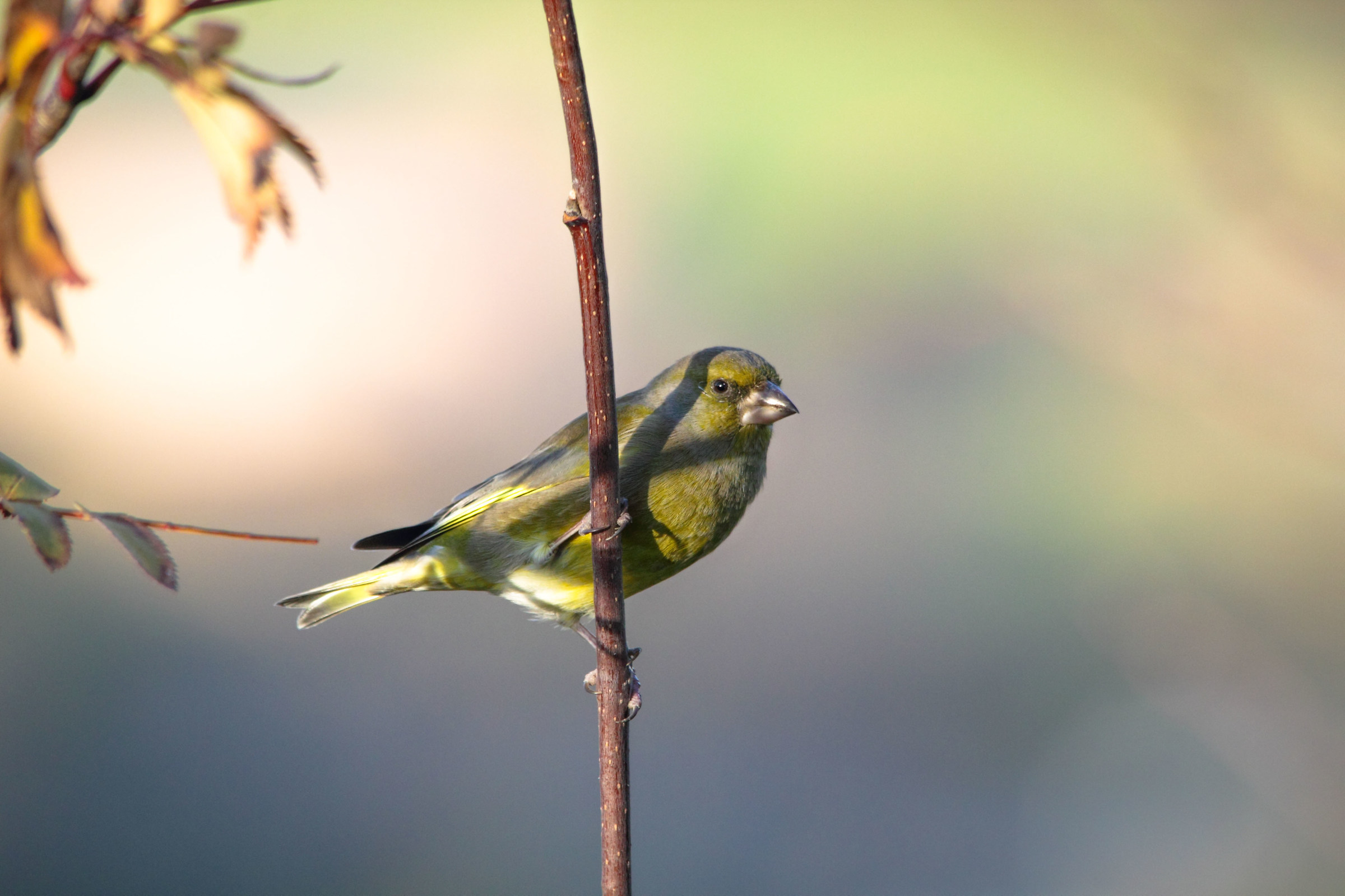 greenfinch