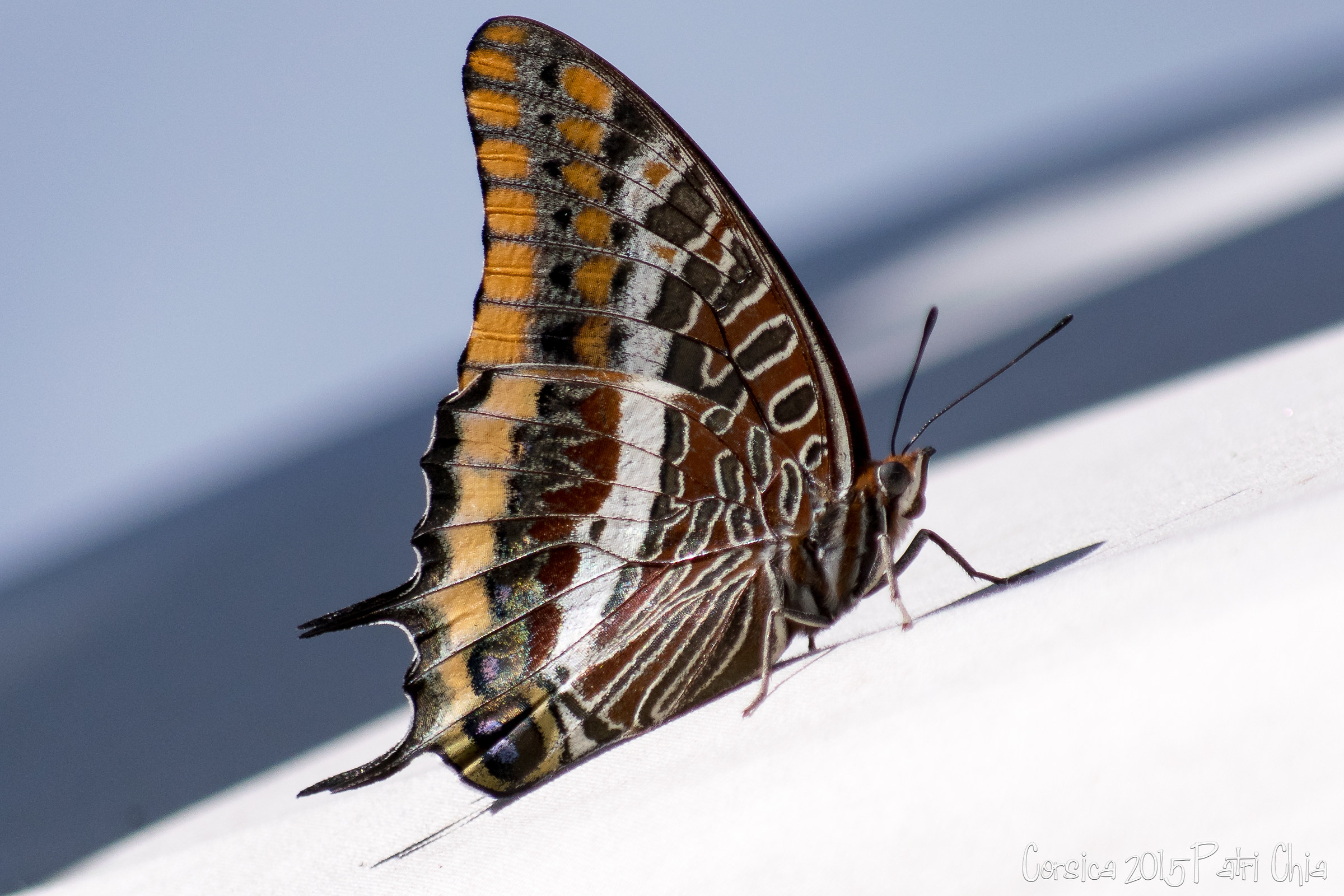 Ninfa Del Corbezzolo