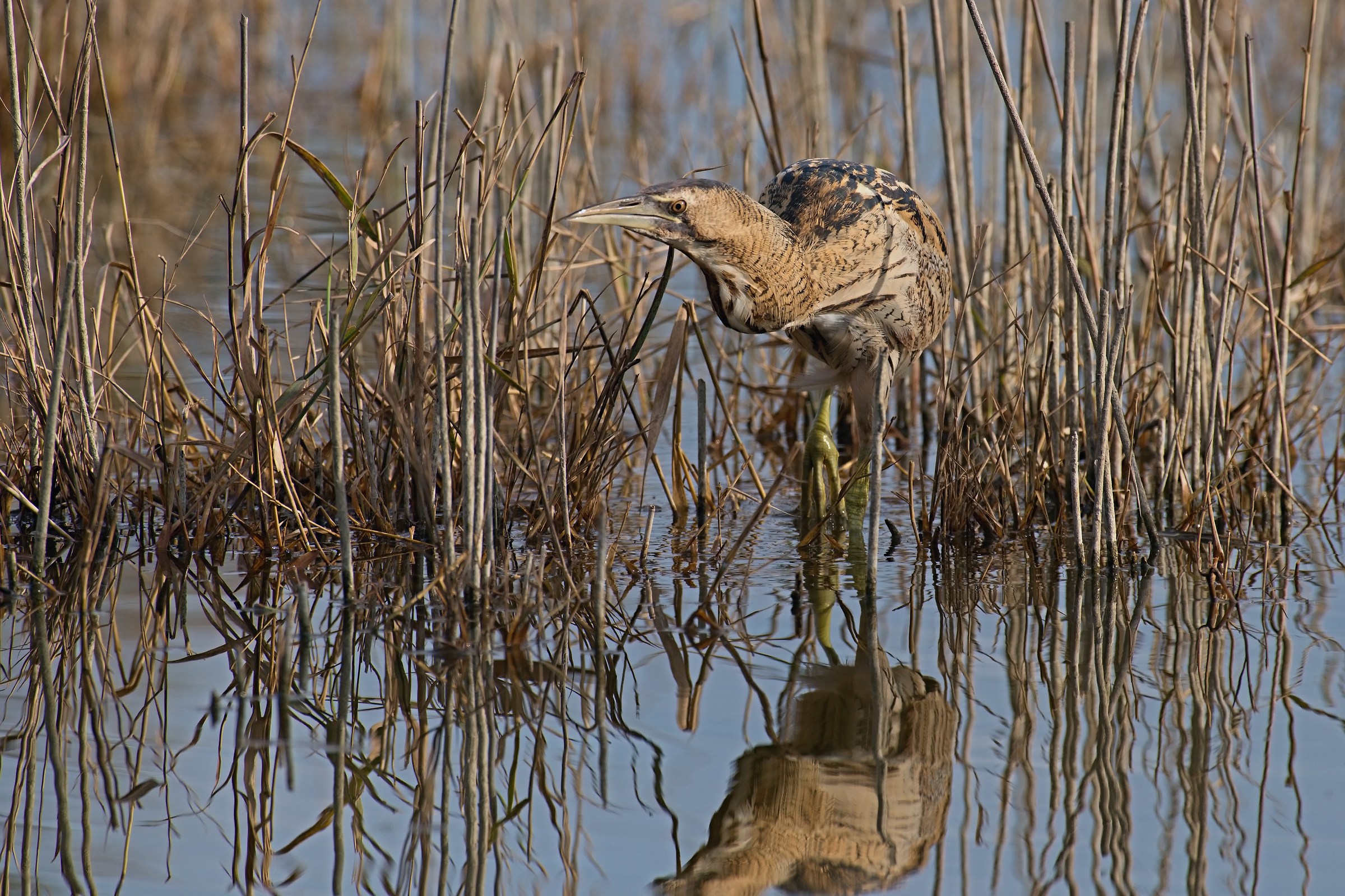 Bittern