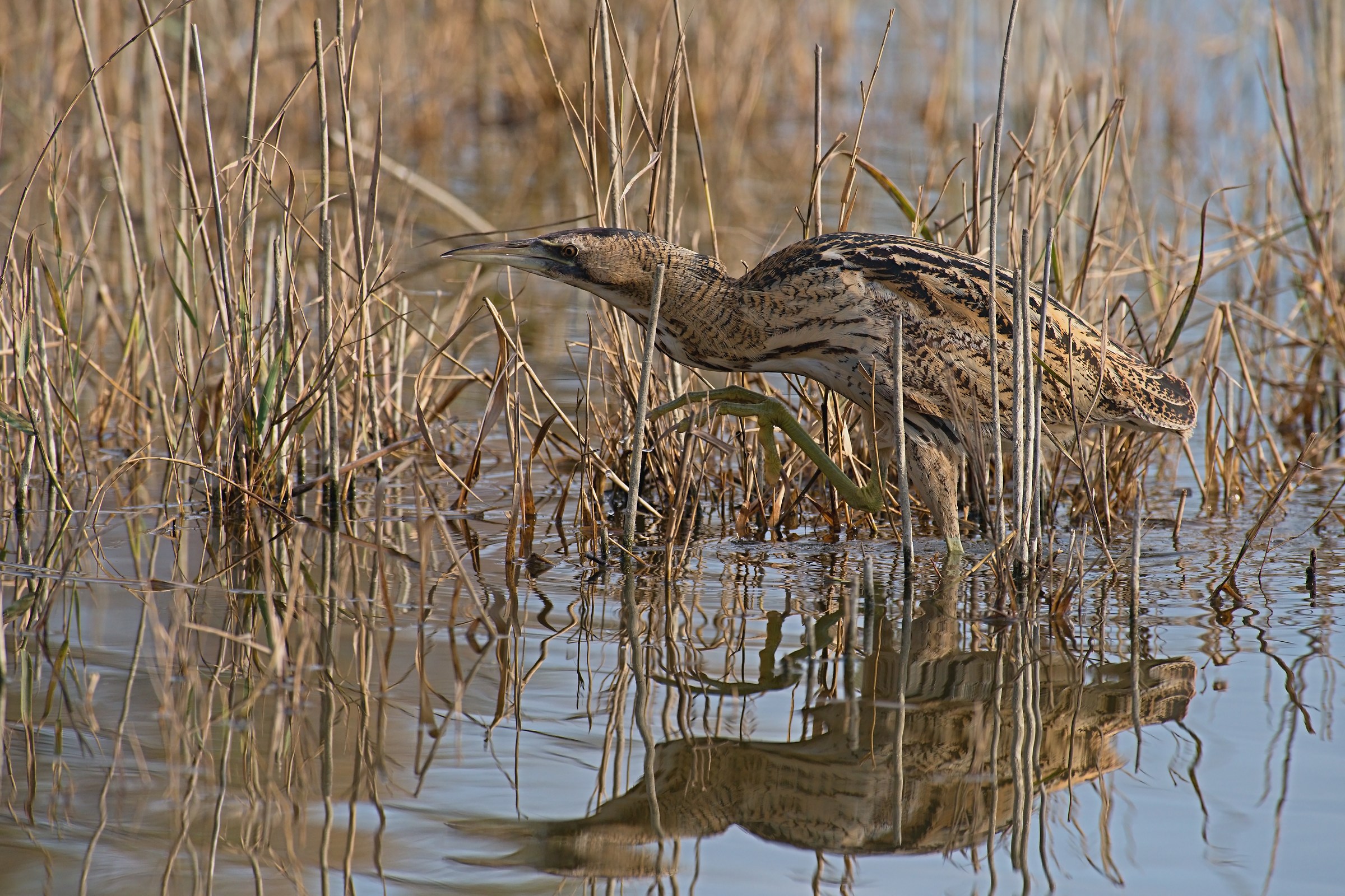 Bittern hunting
