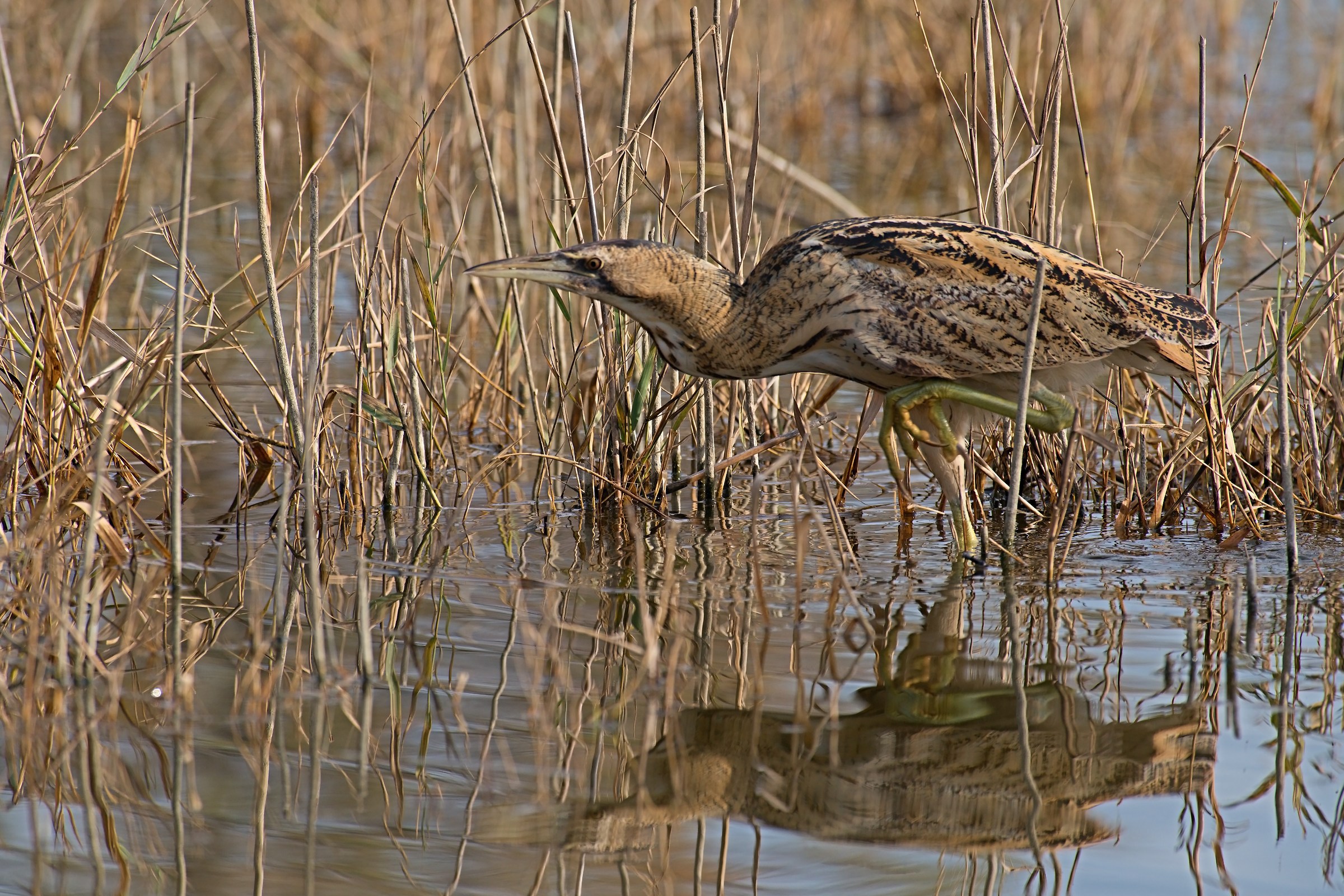 Bittern