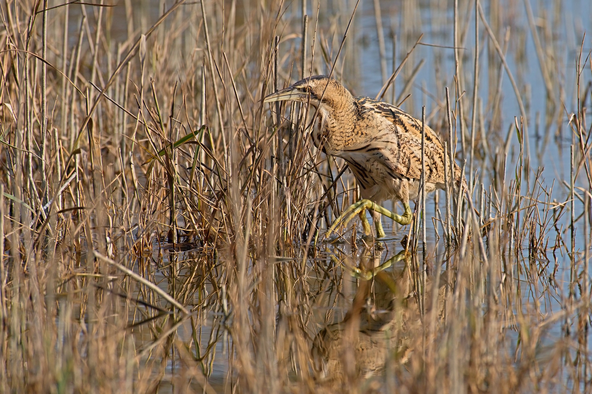 Bittern