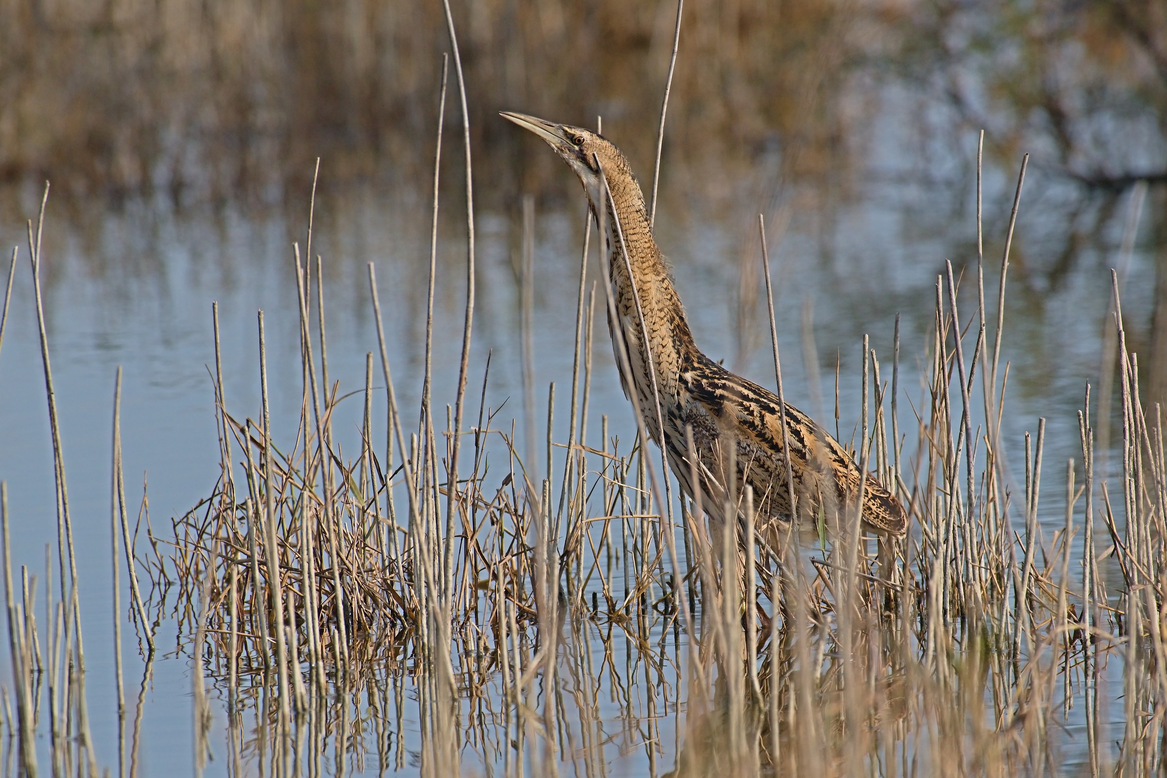 Bittern