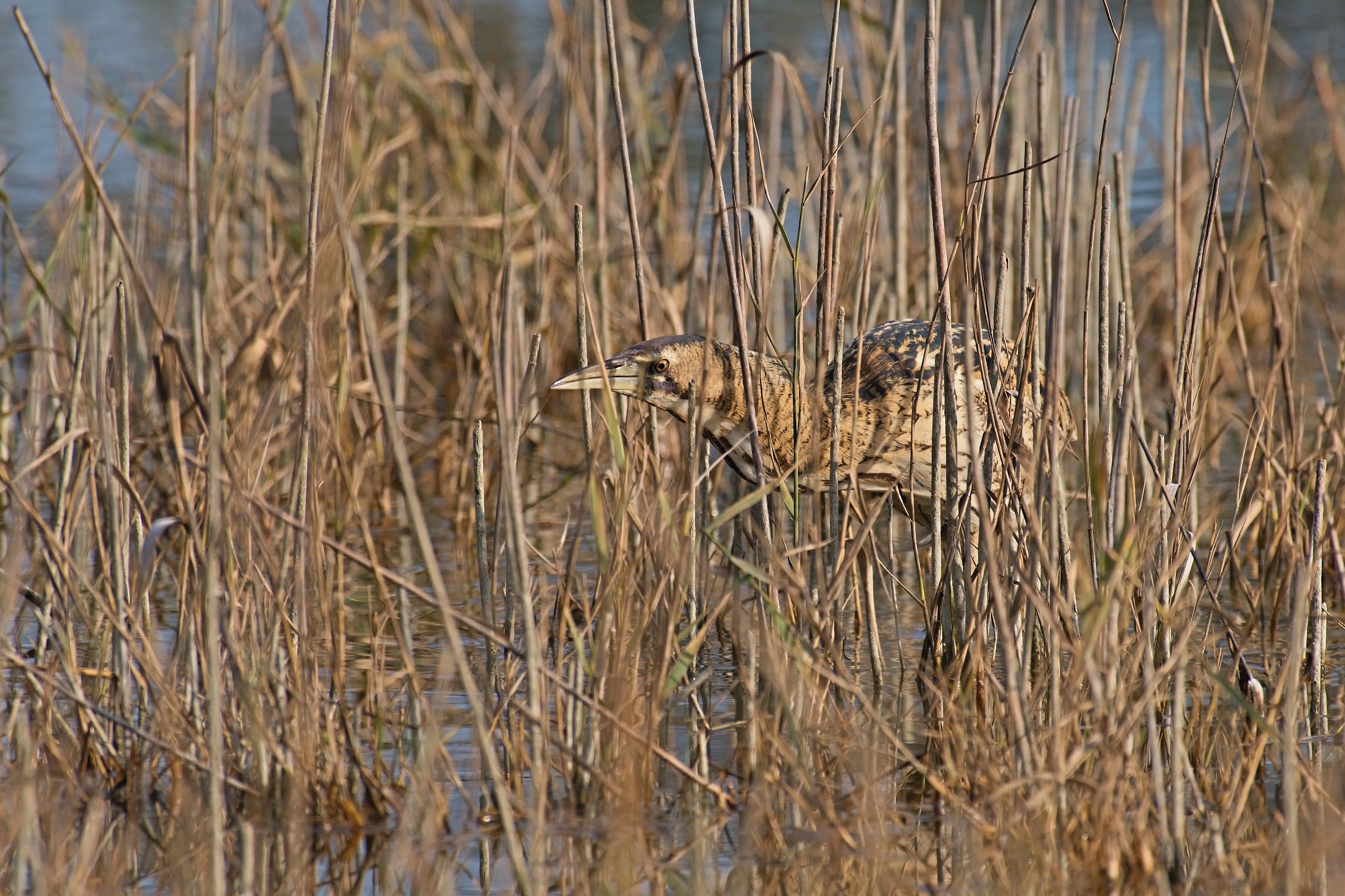 Bittern