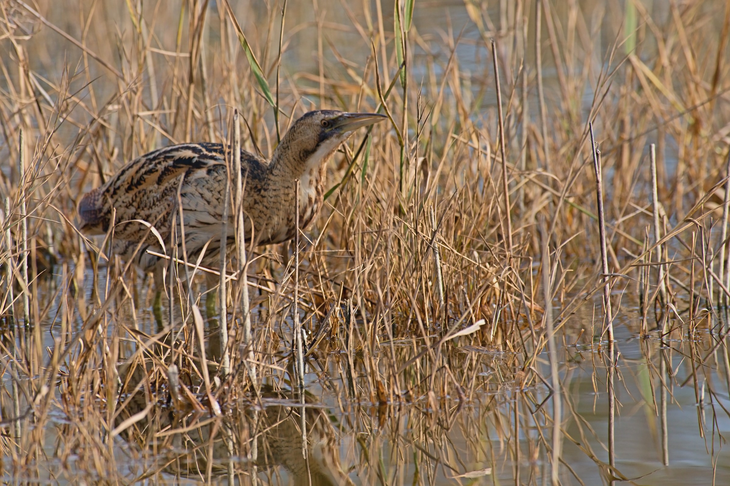Bittern