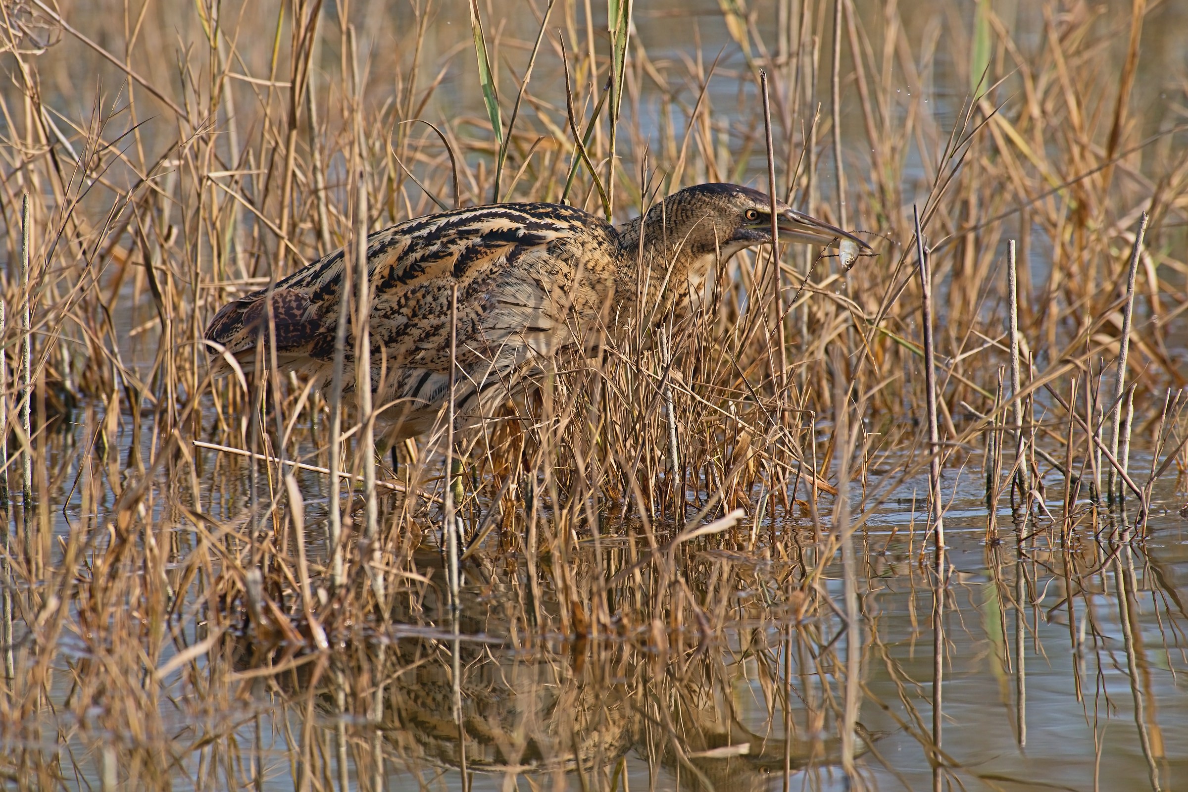 Bittern with prey