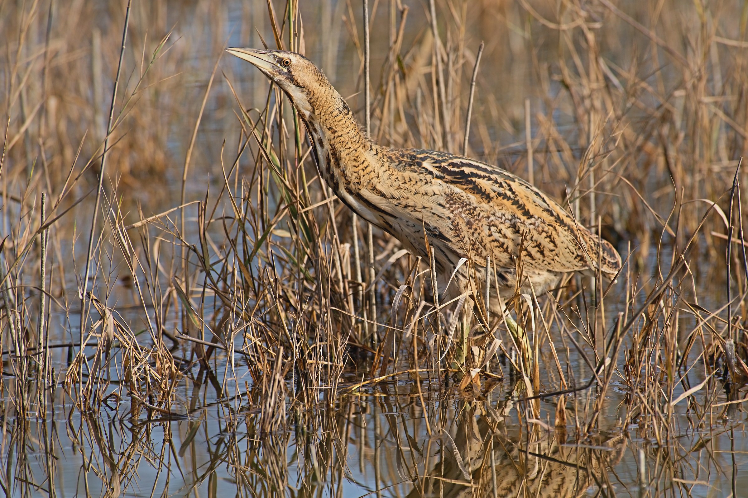 Bittern
