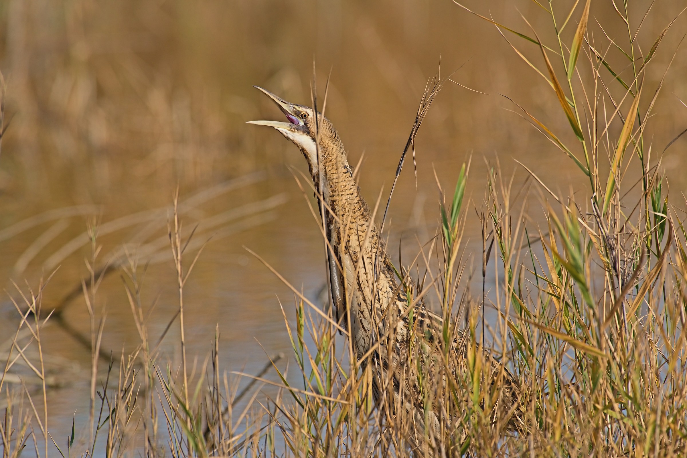 Bittern