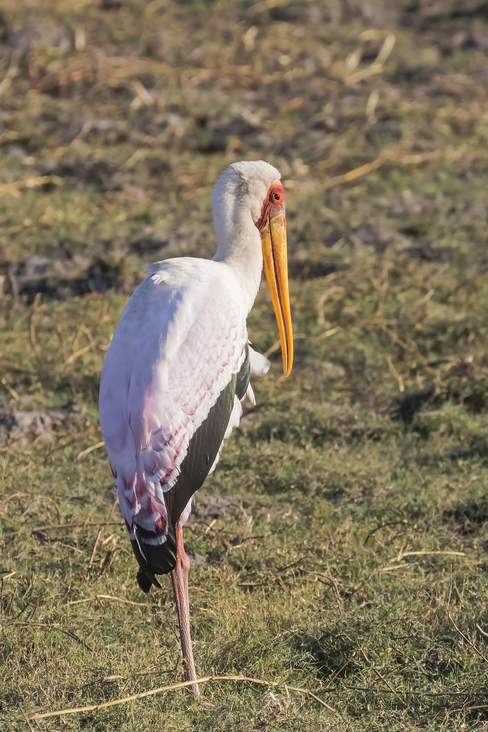 Yellow-billed Stork