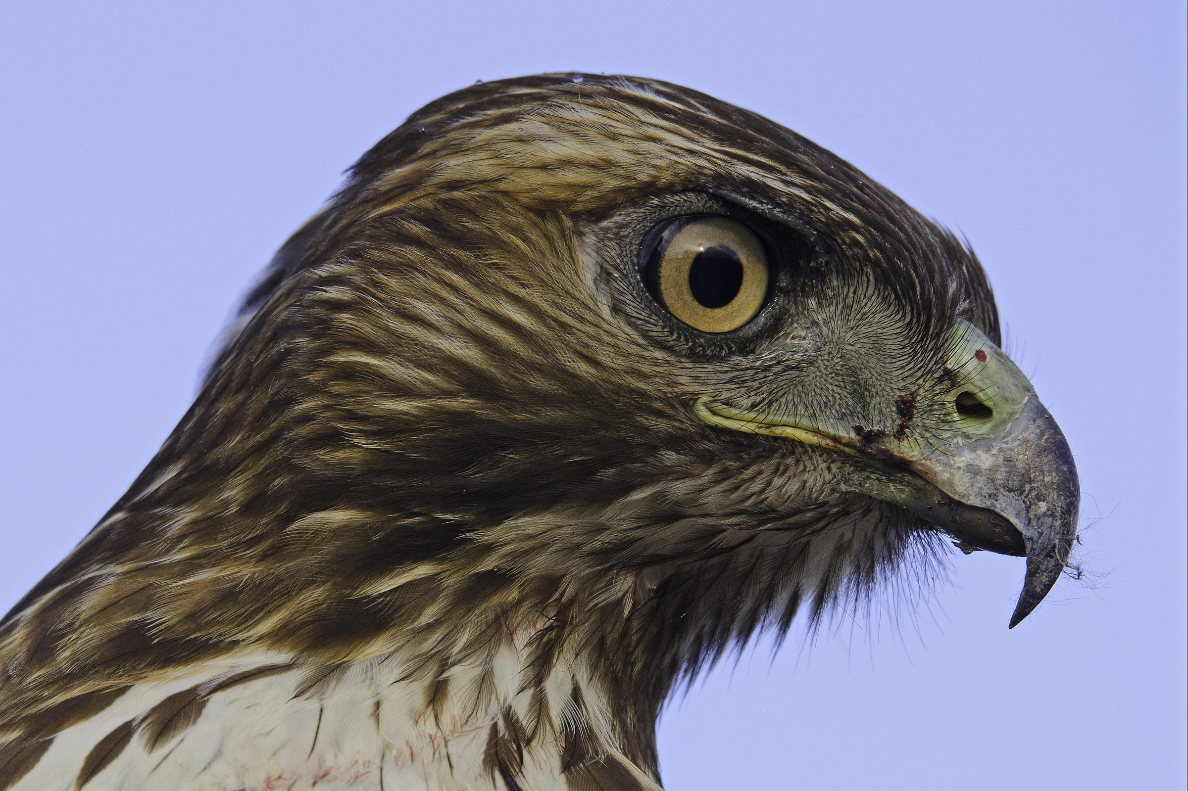 Hawk Portrait