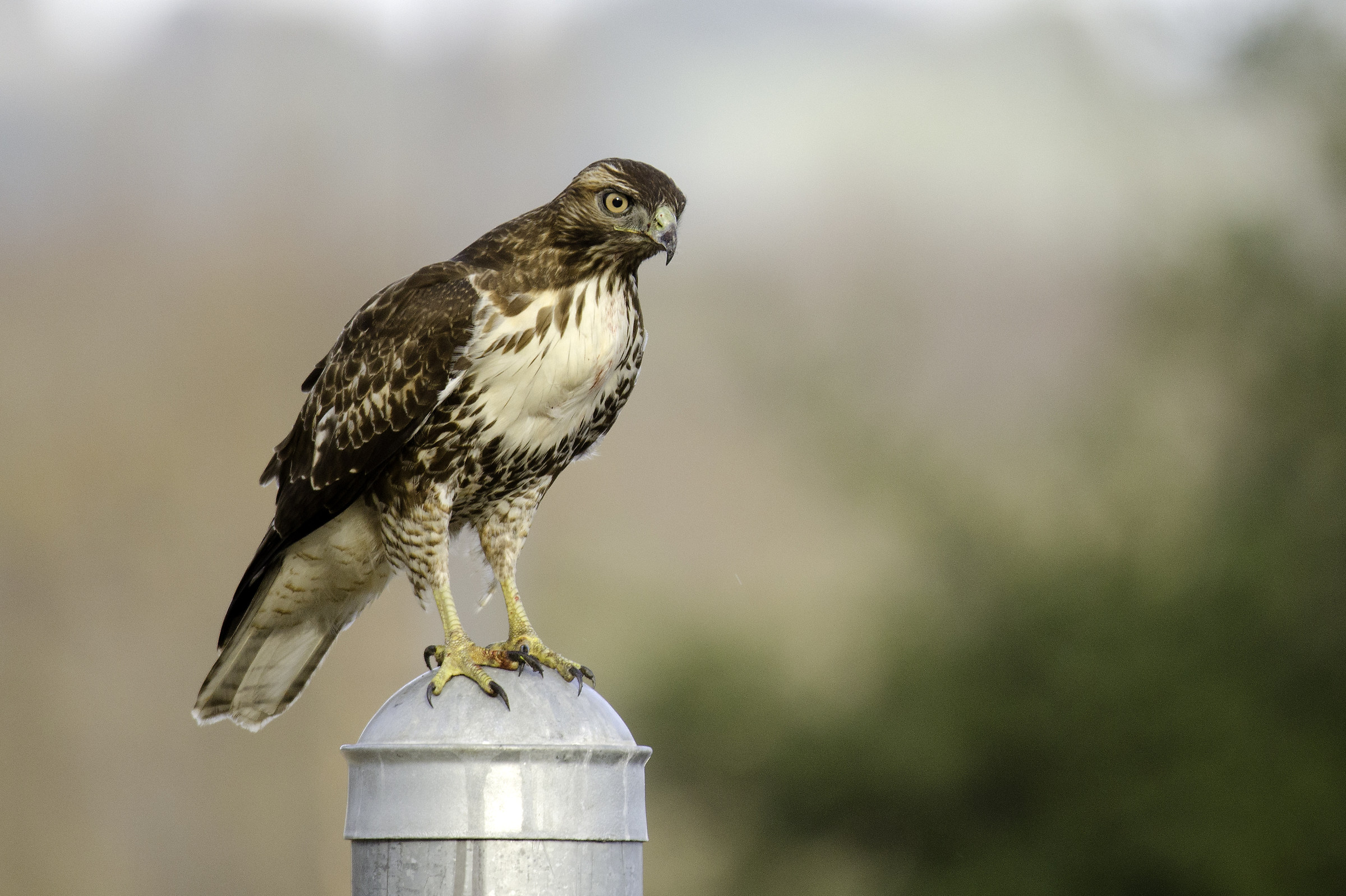 Hawk on Fence Post
