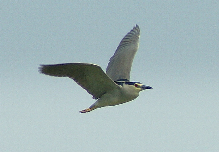 Night Heron