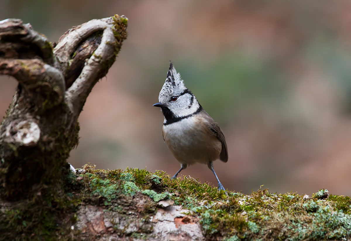 il mio piccolo folletto