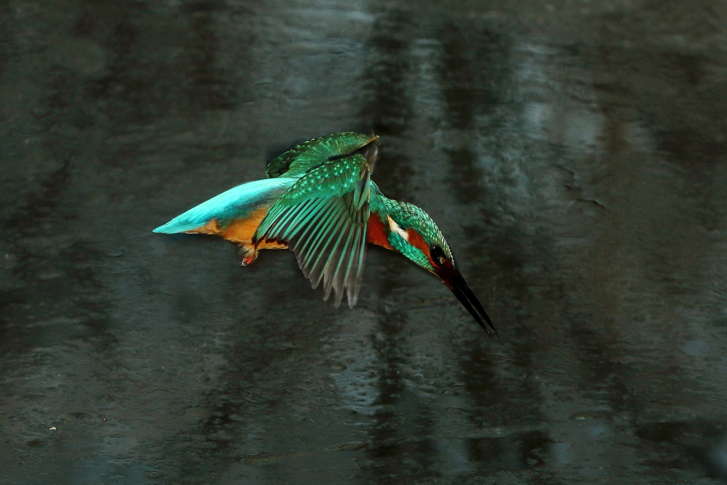 Martino in Fishing 1