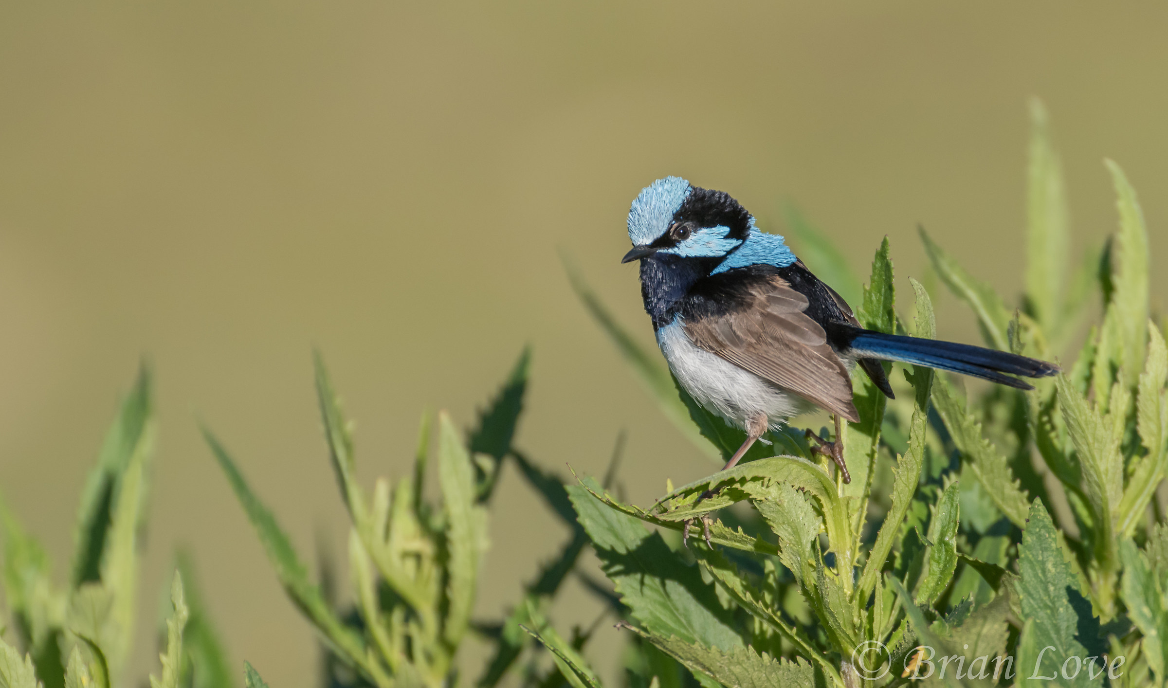 Superb Fairy-scricciolo - Maschile