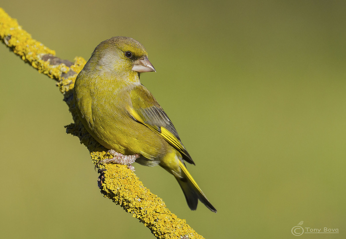 Sono senza un Verdone ...