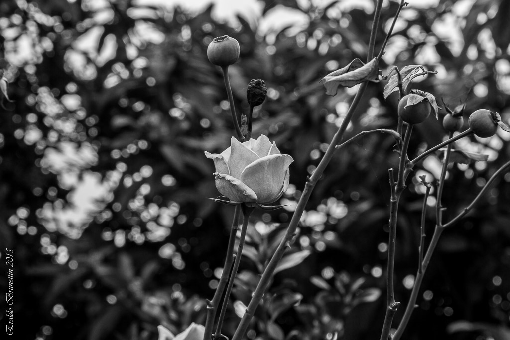 A rose is still a rose.