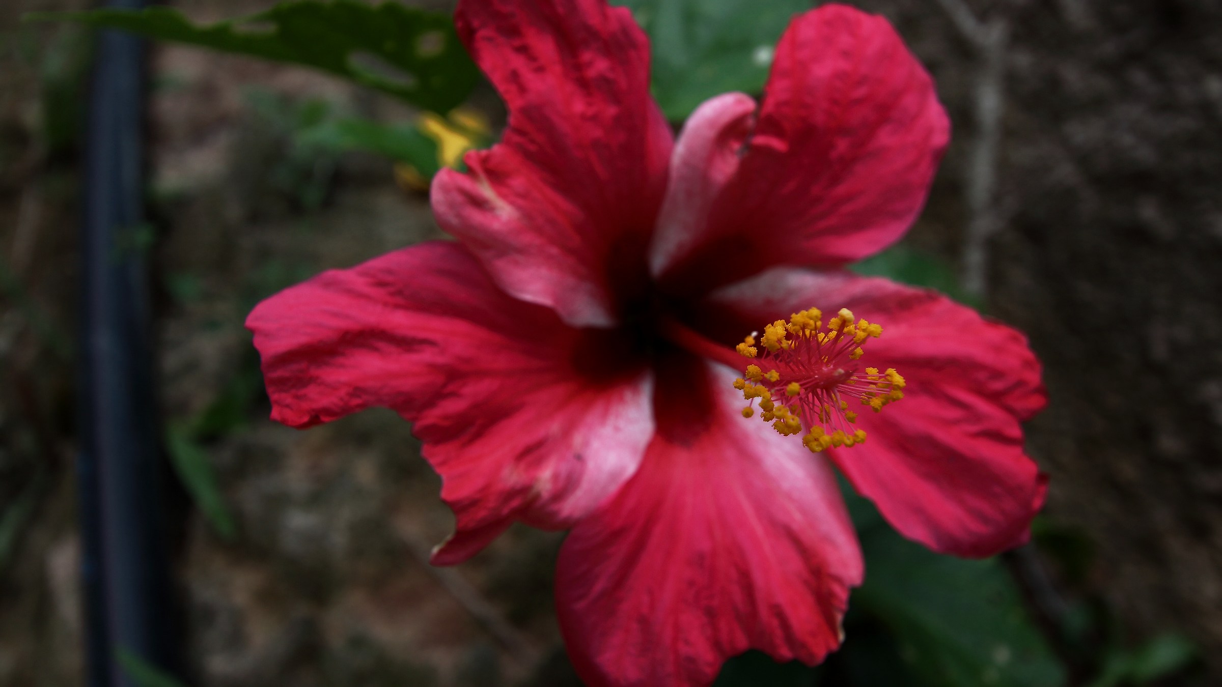 Red jungle flower